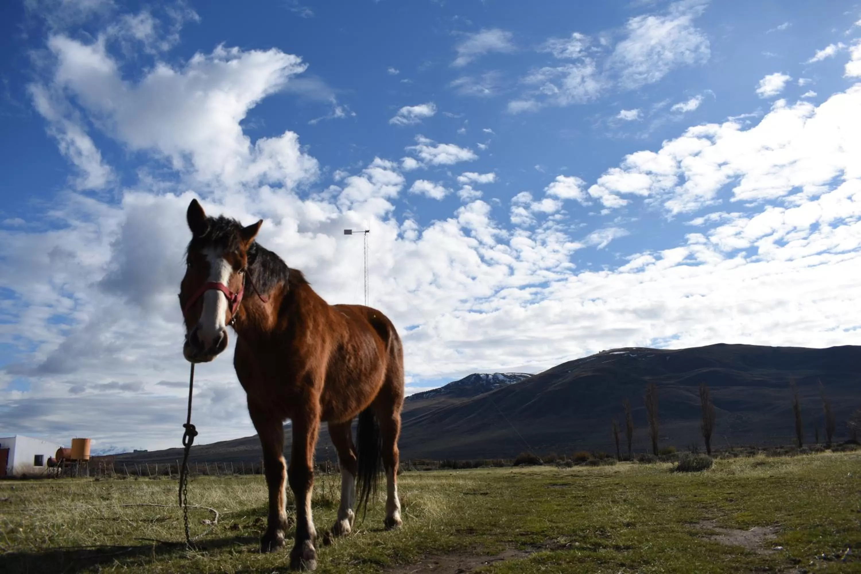 Horse-riding, Other Animals in Hostería El Galpón Del Glaciar