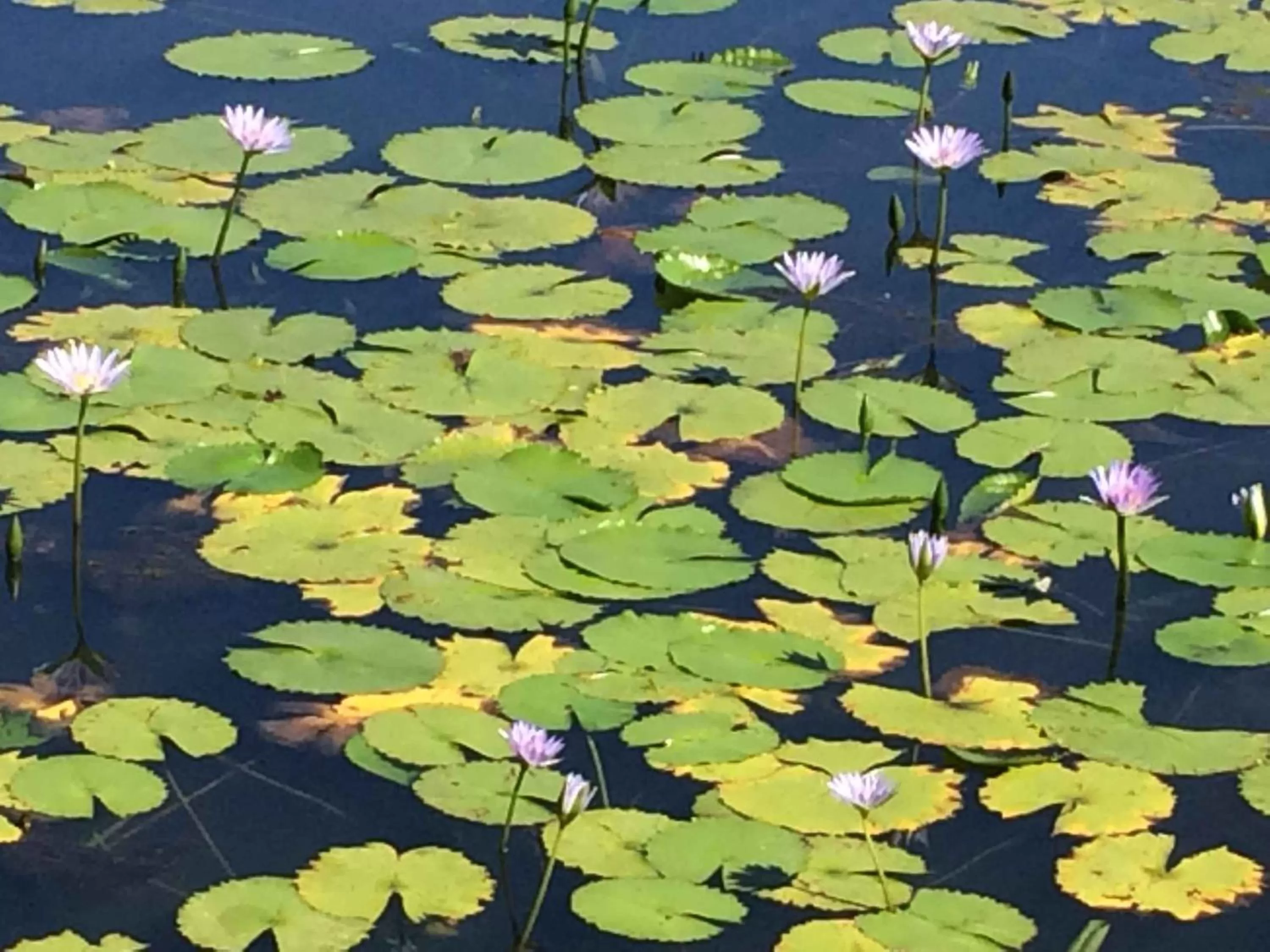 Swimming pool in Fish Eagle Lodge
