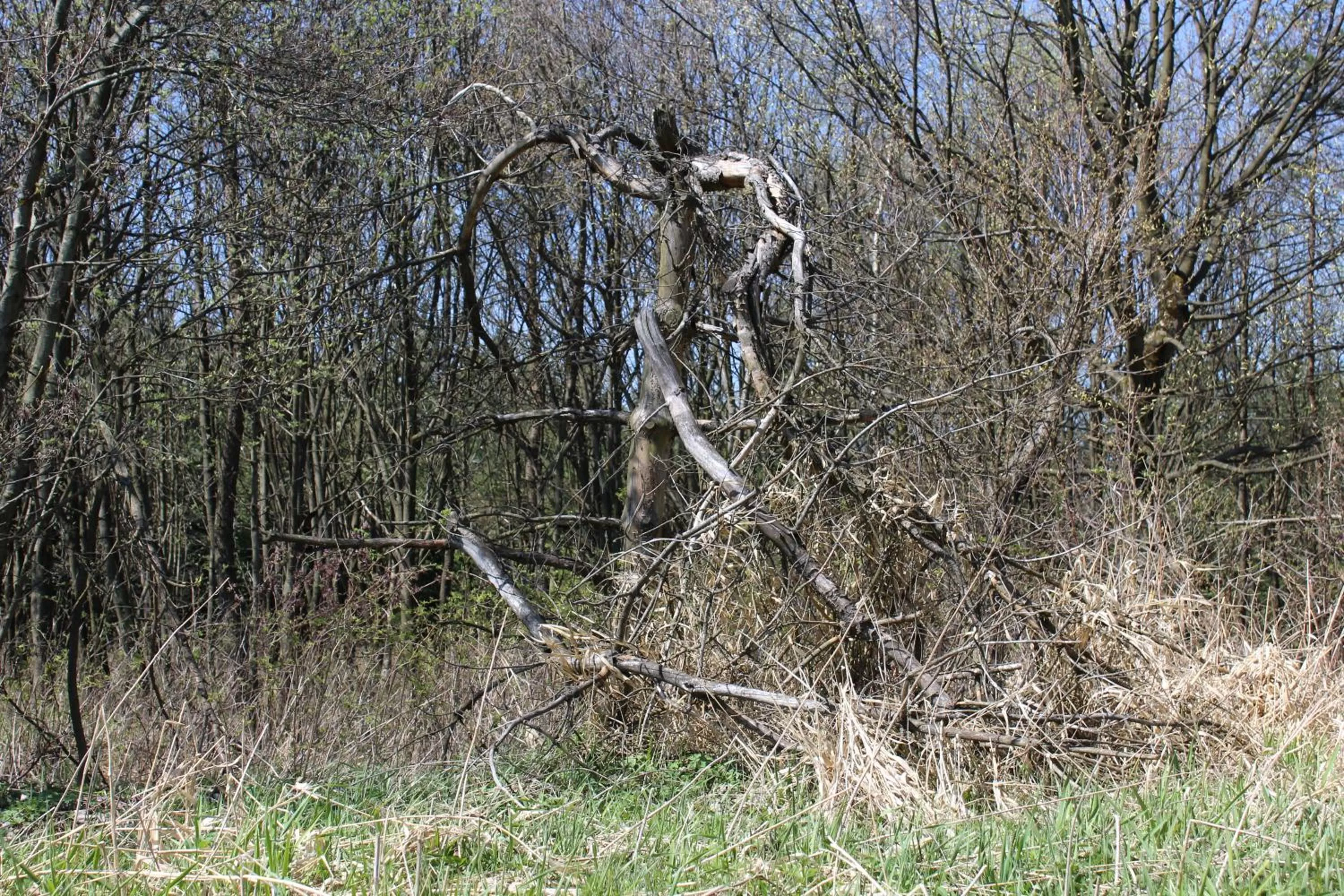 Garden, Other Animals in Waldgasthof Bad Einsiedel