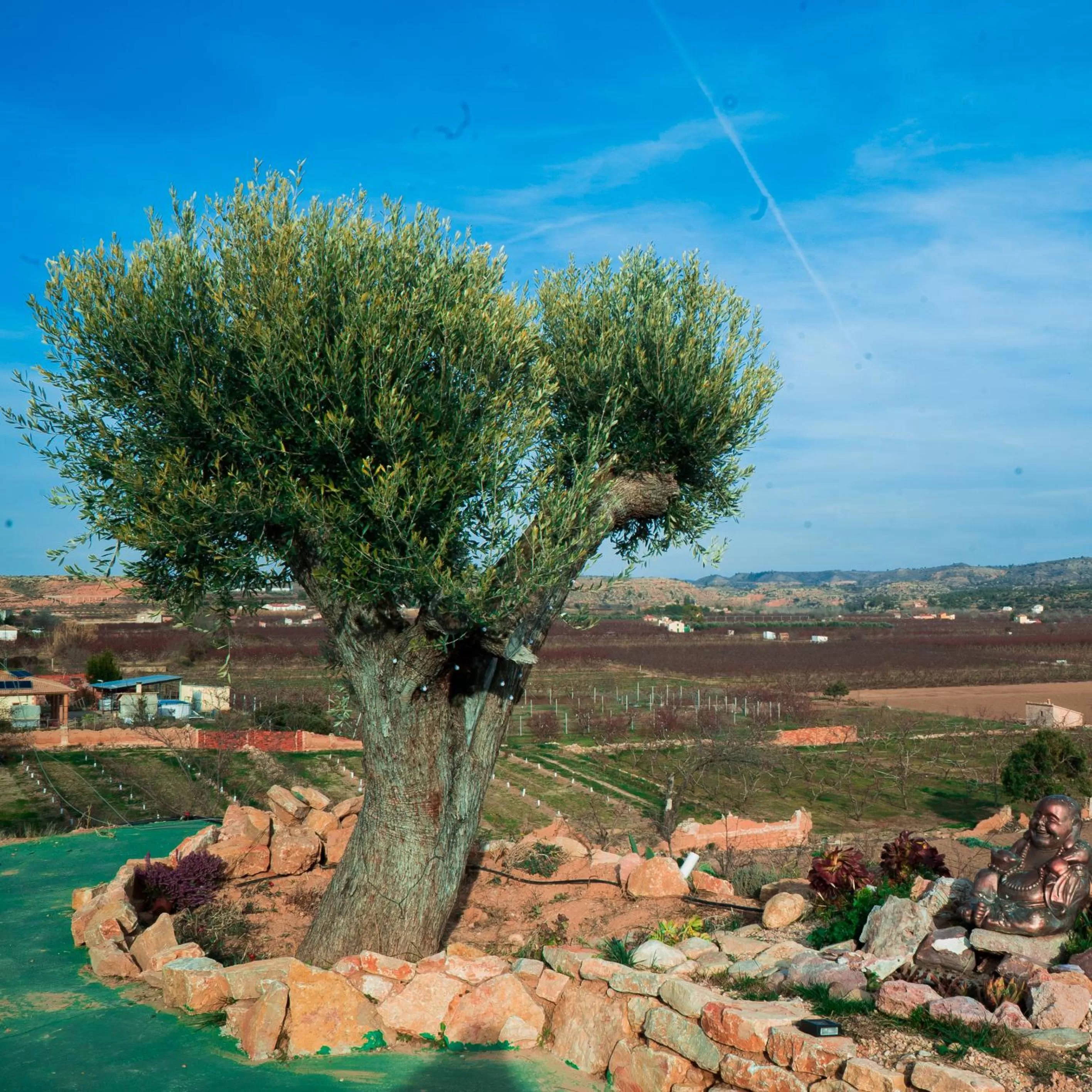 Day in Cabezo Buñuel Hostal