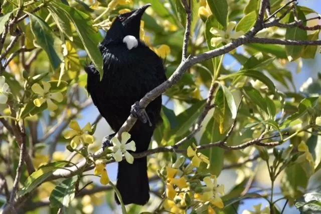Day, Other Animals in Ashcroft Gardens Bed & Breakfast