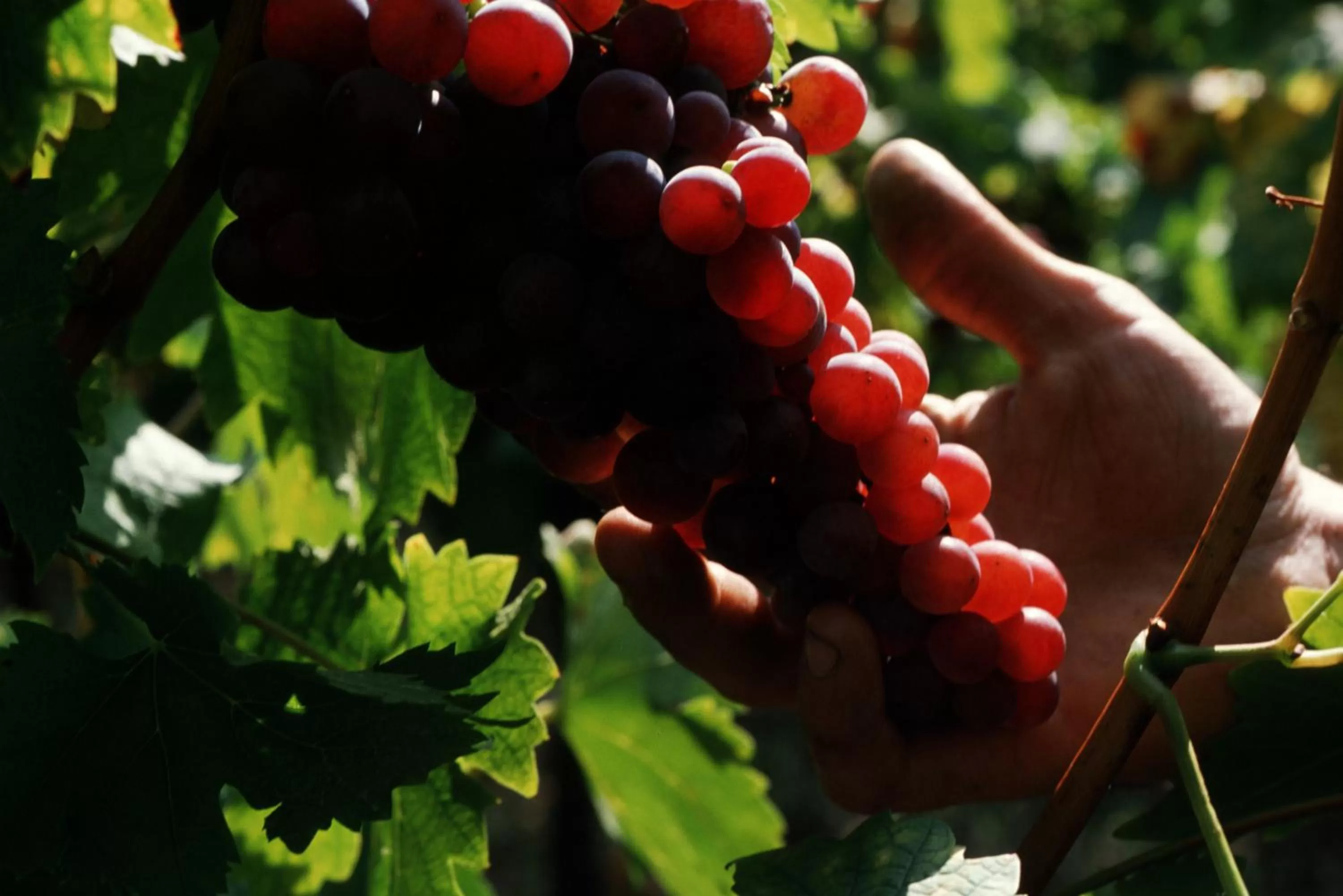 Activities, Food in Résidence des Châteaux