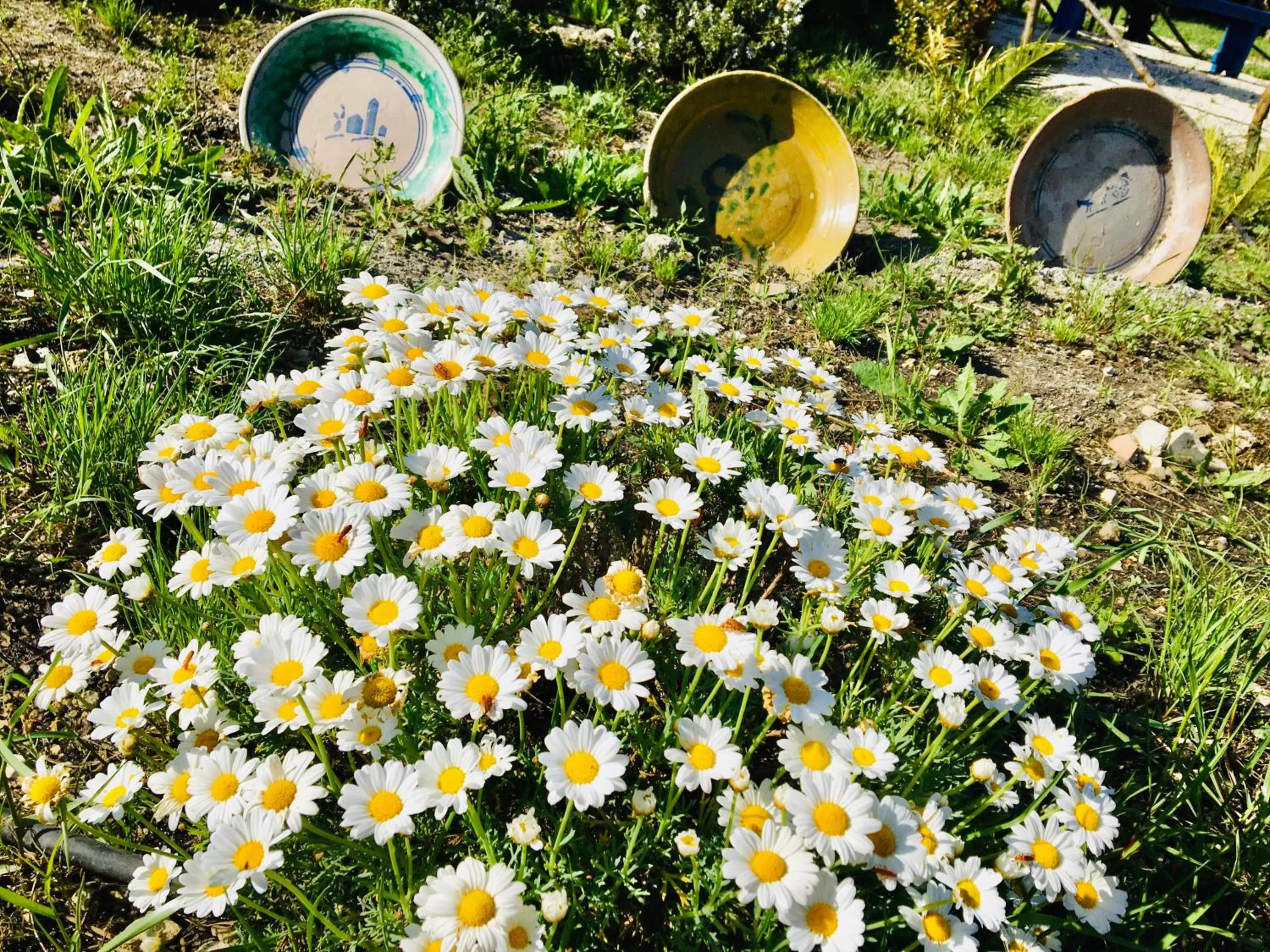 Garden in Cosi Priziusi