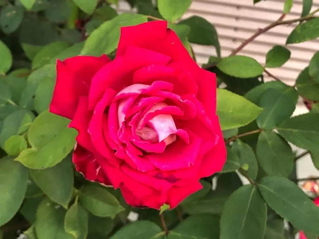 Budget Inn Express Bristol