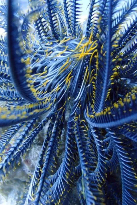 Diving in Punta Bulata White Beach Resort & Spa