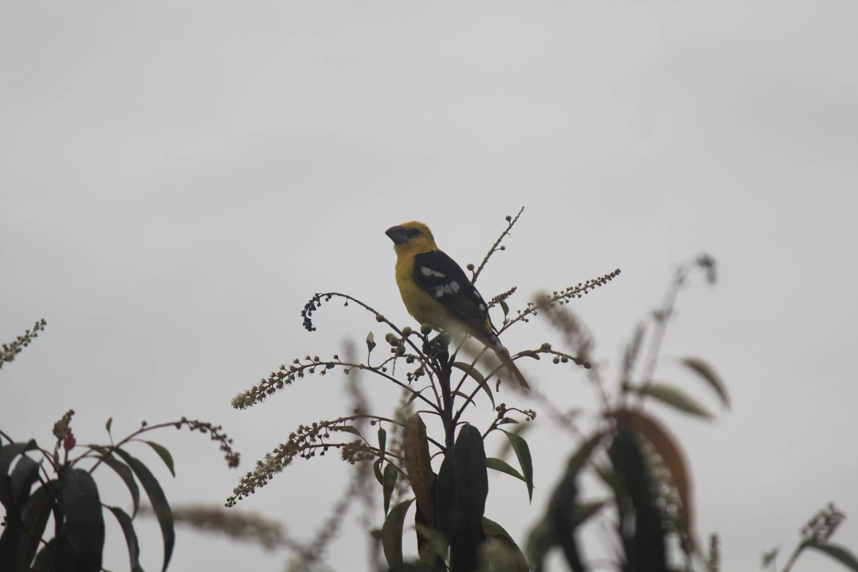 Garden view, Other Animals in El Tio Hostal