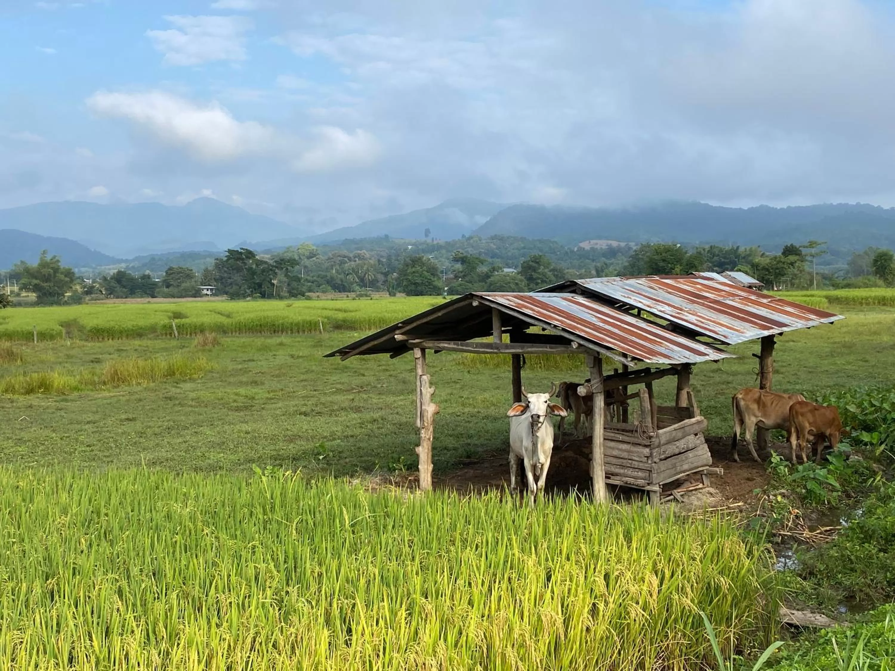 Natural landscape in Pura Vida Pai Resort