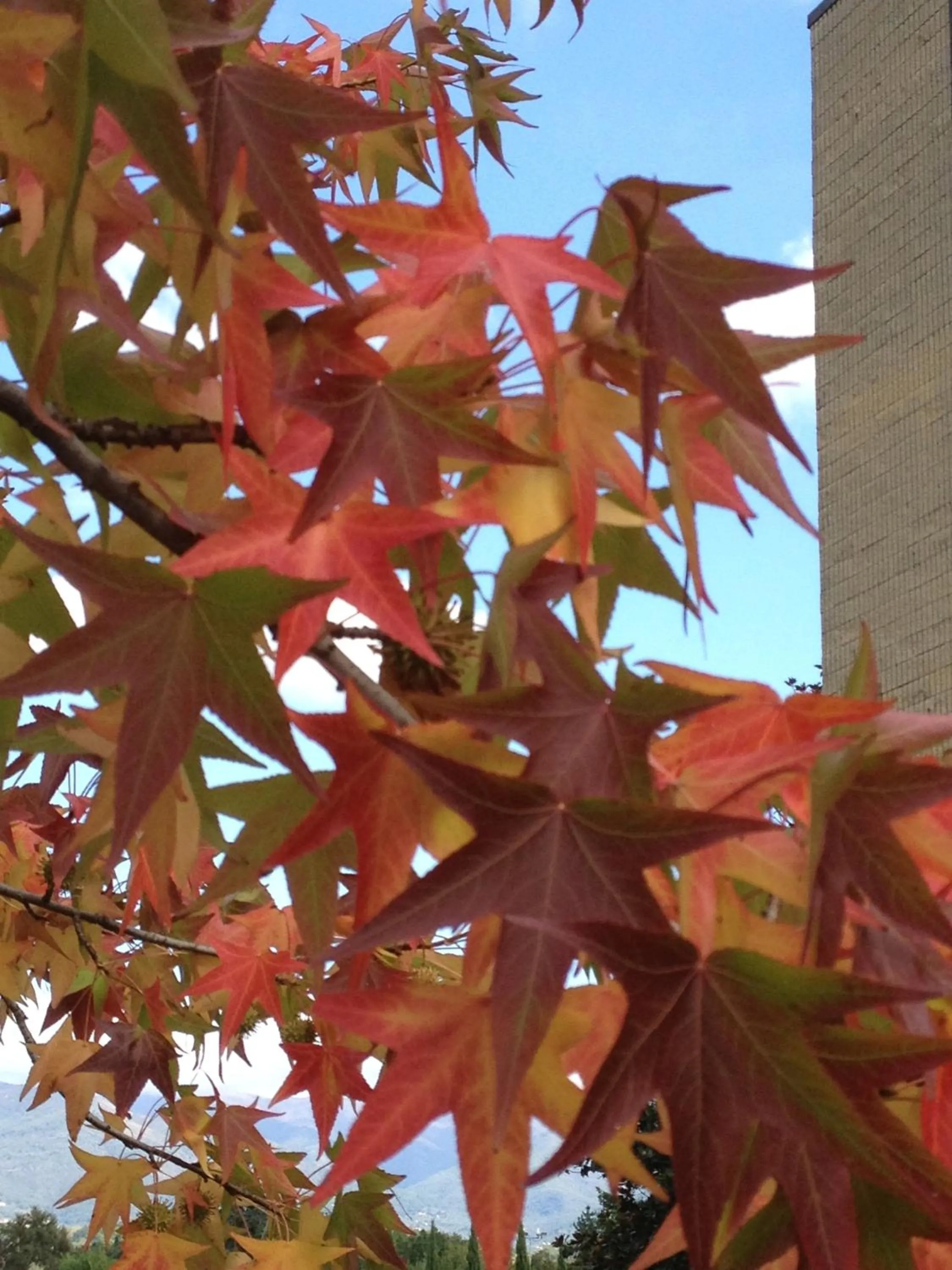 Garden in Hotel i Ciliegi