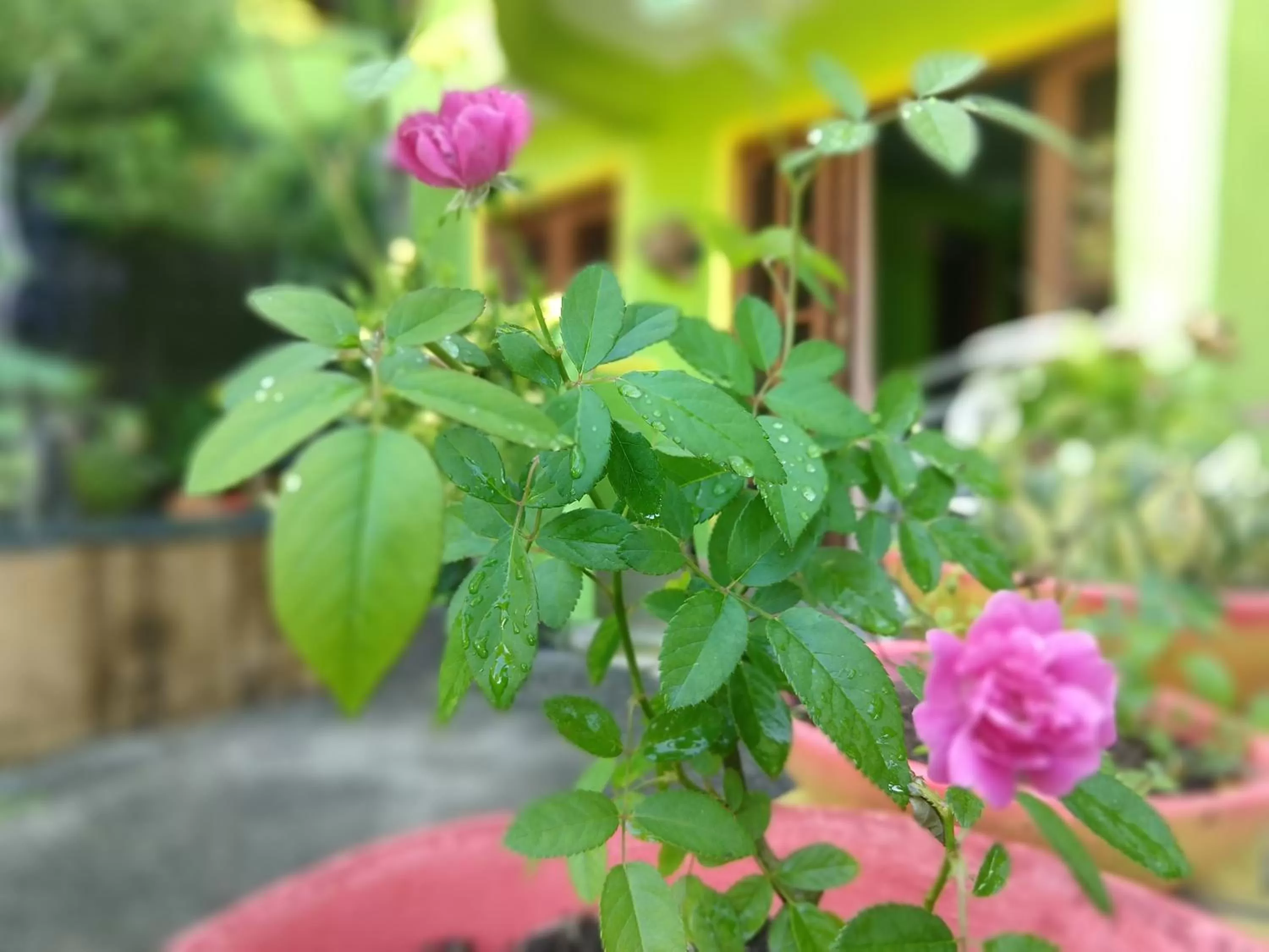 Garden in Bamboo Flat