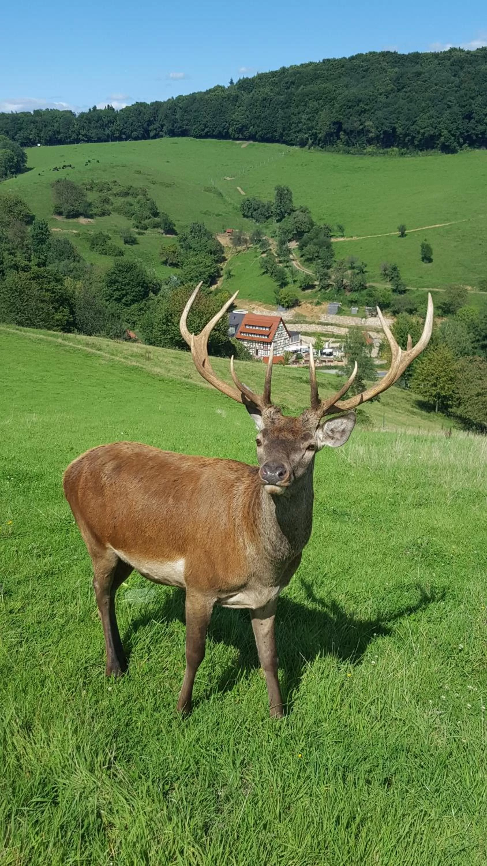 Natural landscape, Other Animals in Landhotel Lammershof