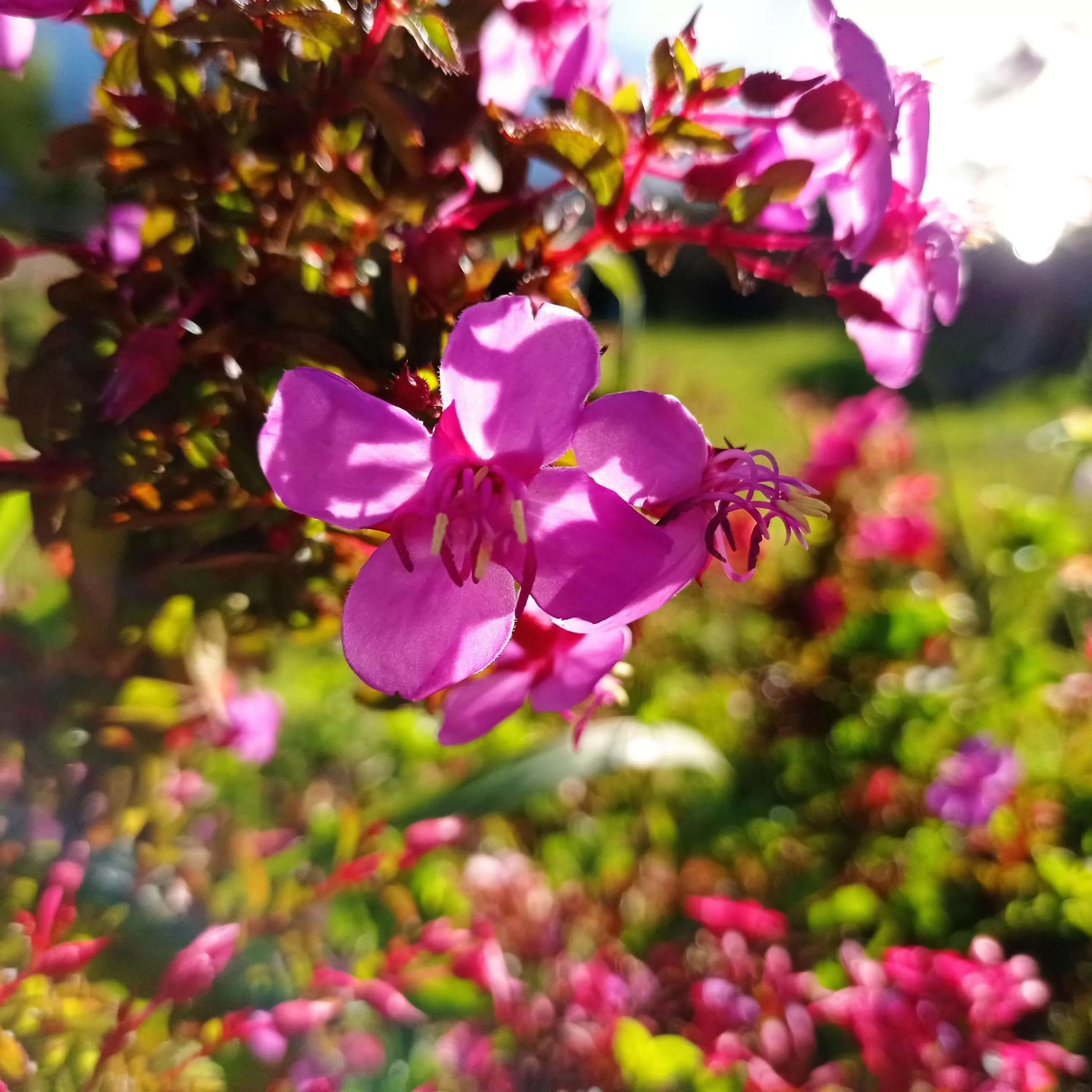 Garden in Hotel Refugio Pozo Azul