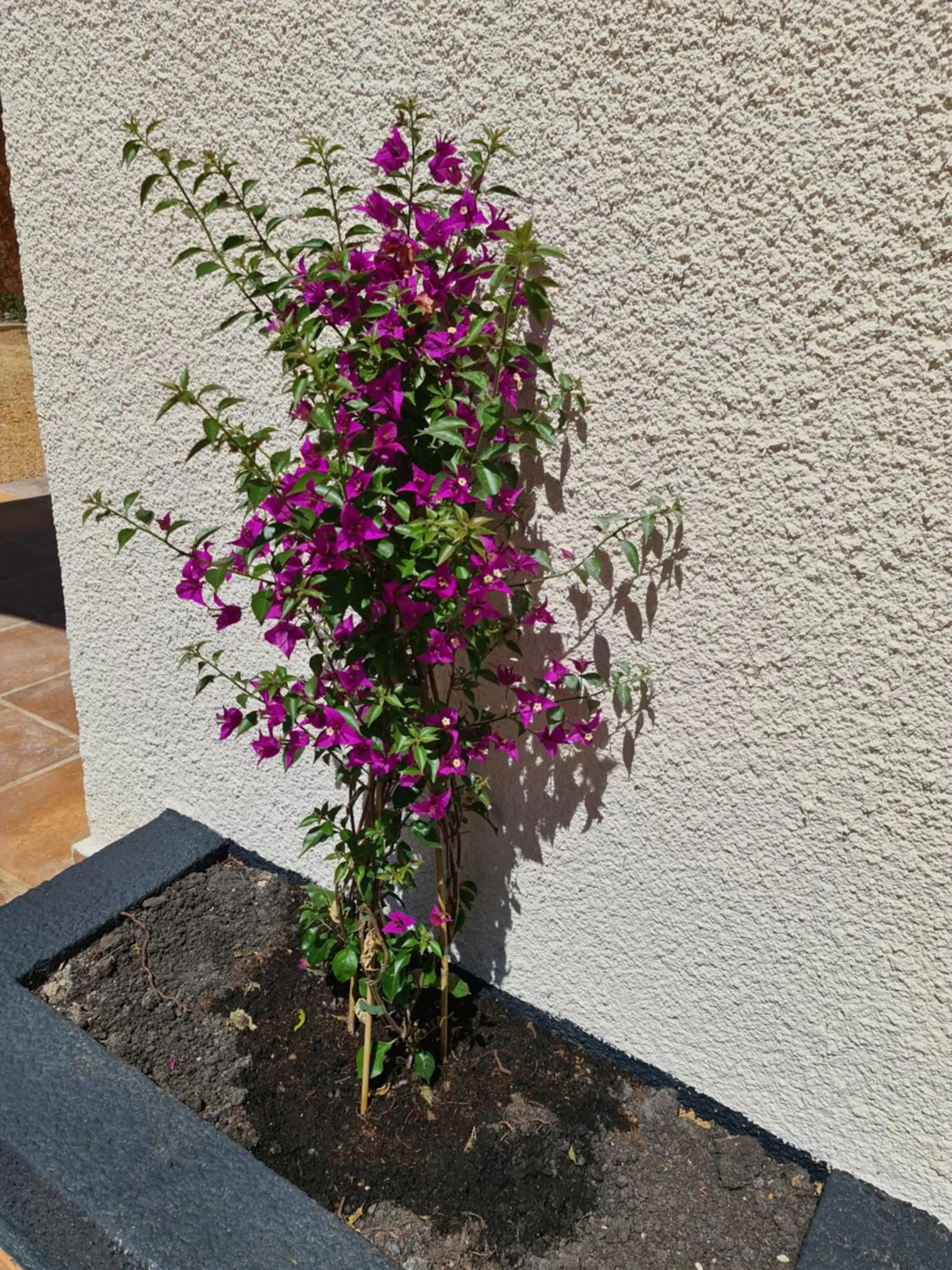 Decorative detail in Finca la Yuca
