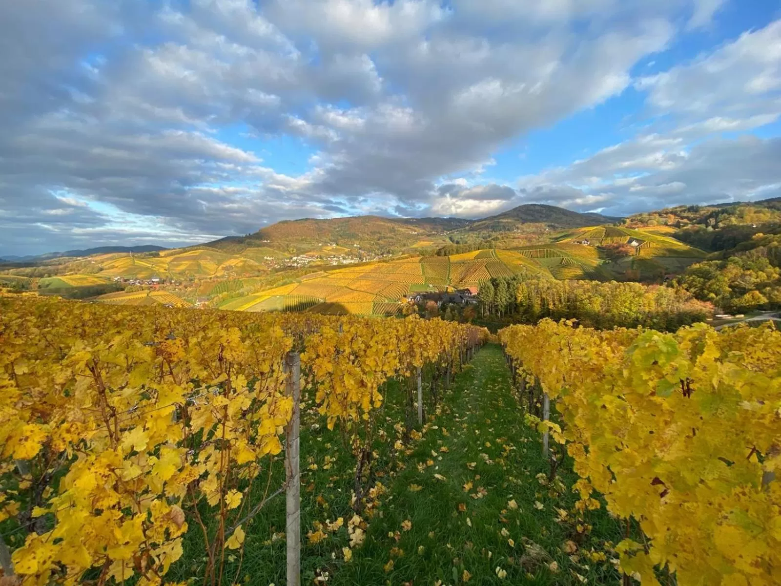 Natural landscape, Bird's-eye View in RelaxHotel Tannenhof