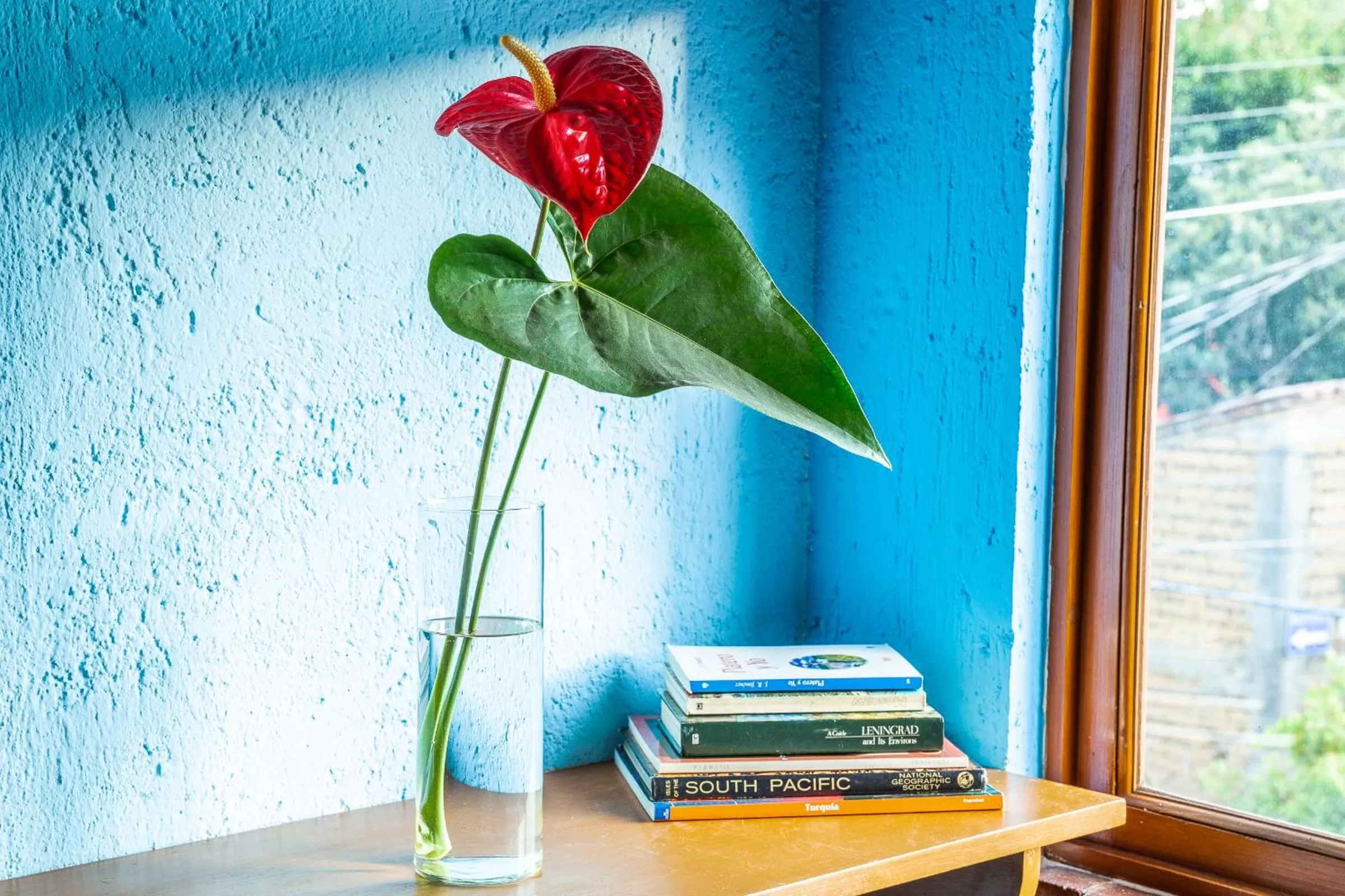 Library in Colibrí Turquesa