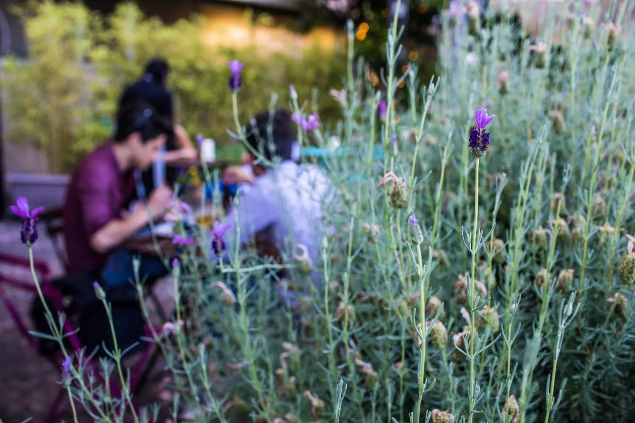 Restaurant/places to eat in Hotel Casali