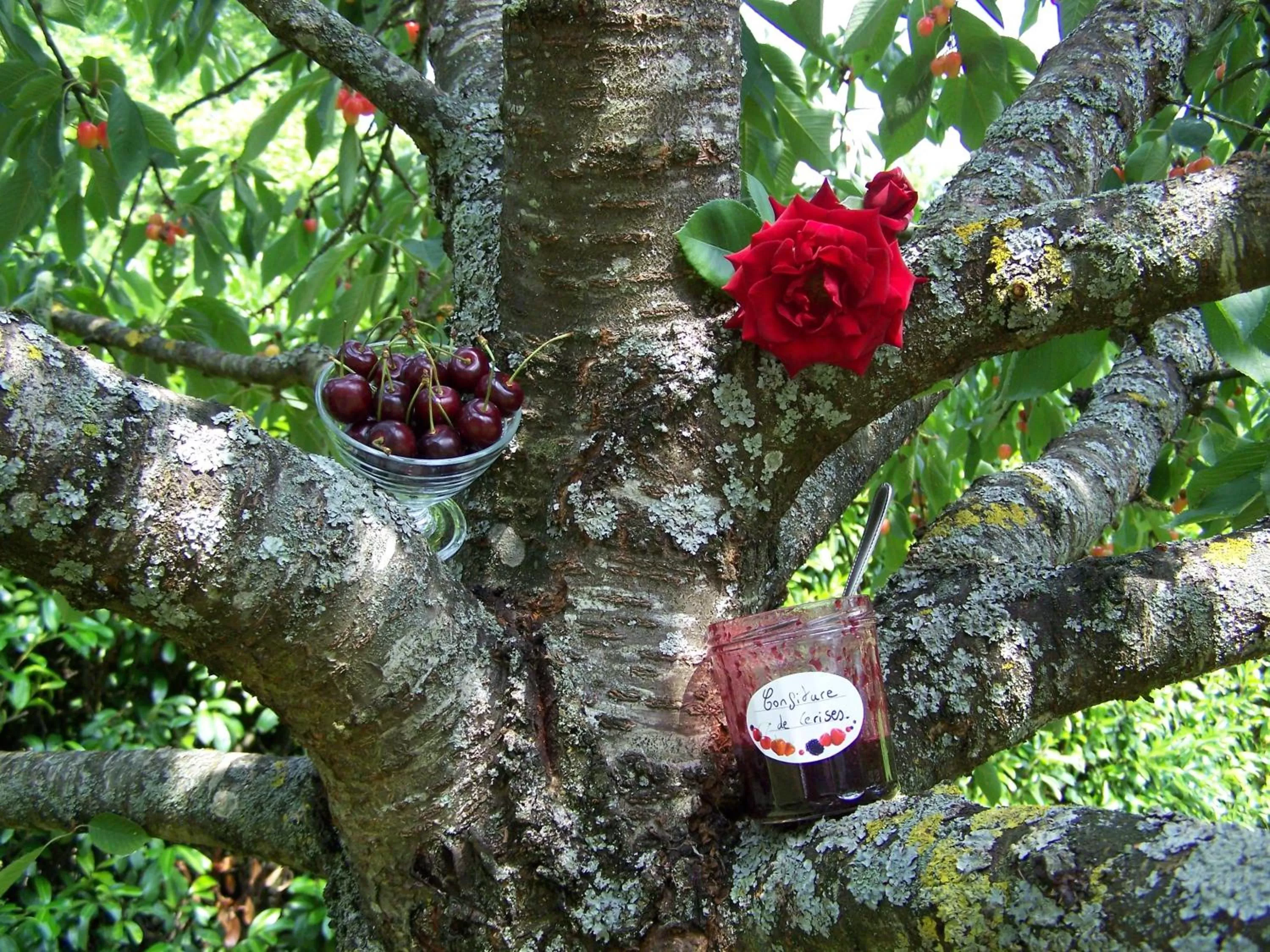 Garden in Hôtel Le Verger