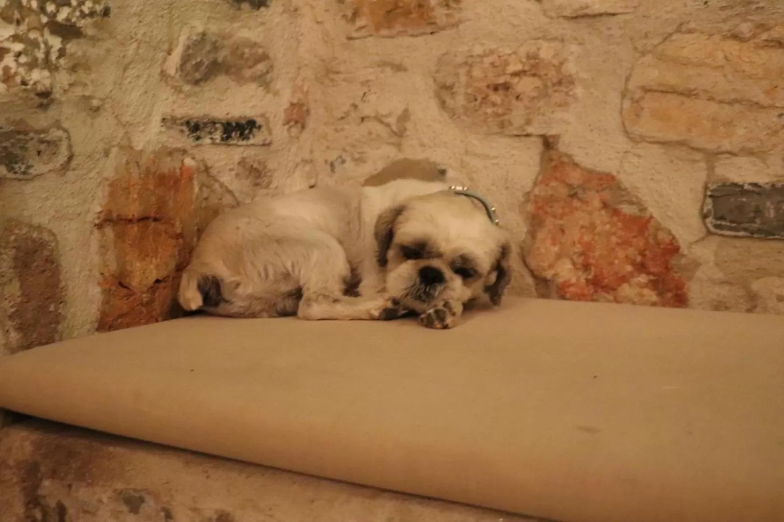 Animals, Pets in Ha La Bodrum