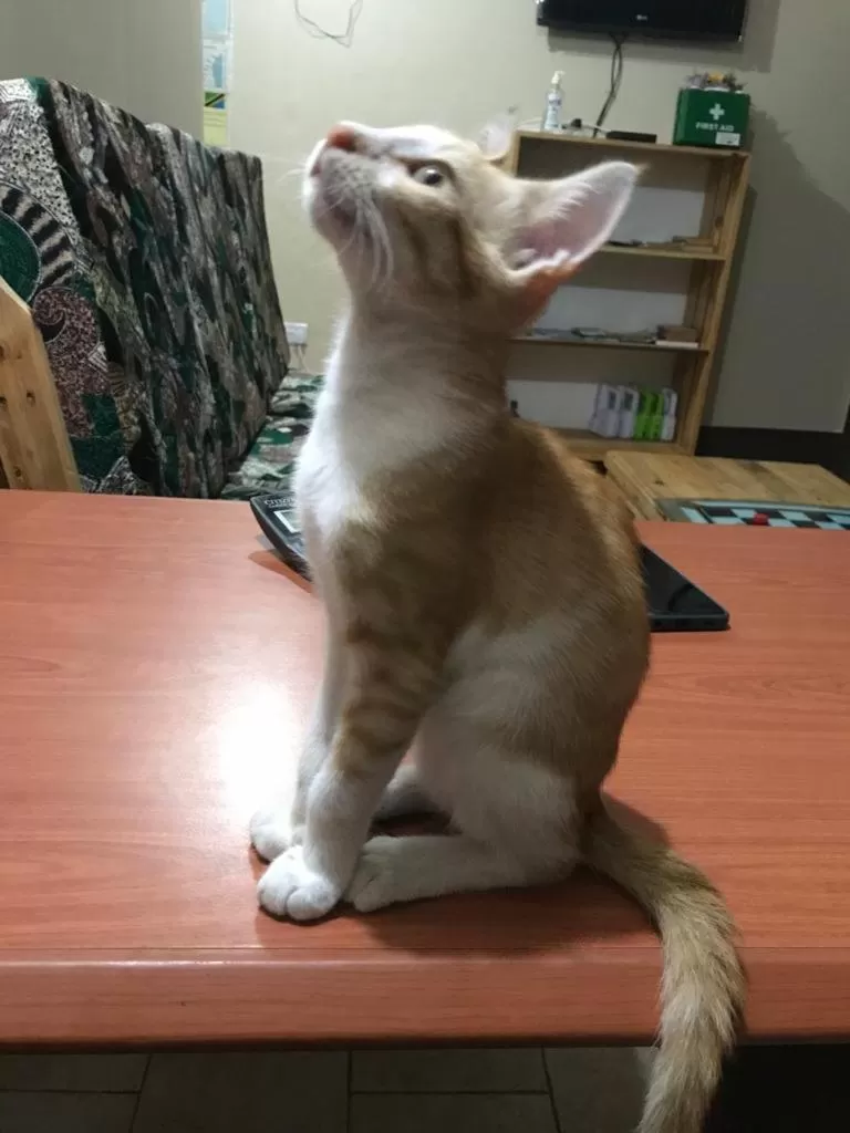 Pets in L&J Modern Backpackers Kinondoni