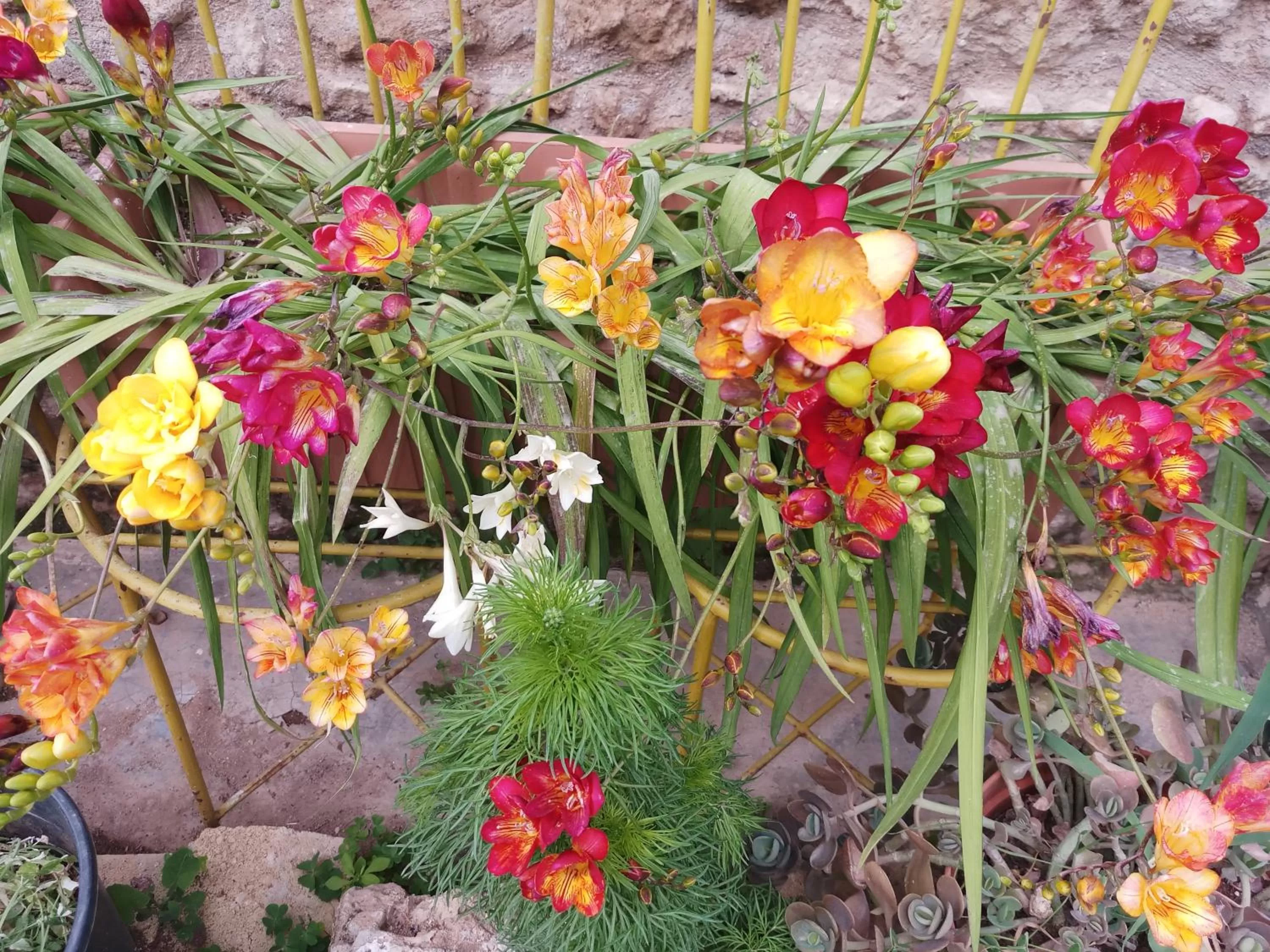 Garden in Mystery Garden Guest House