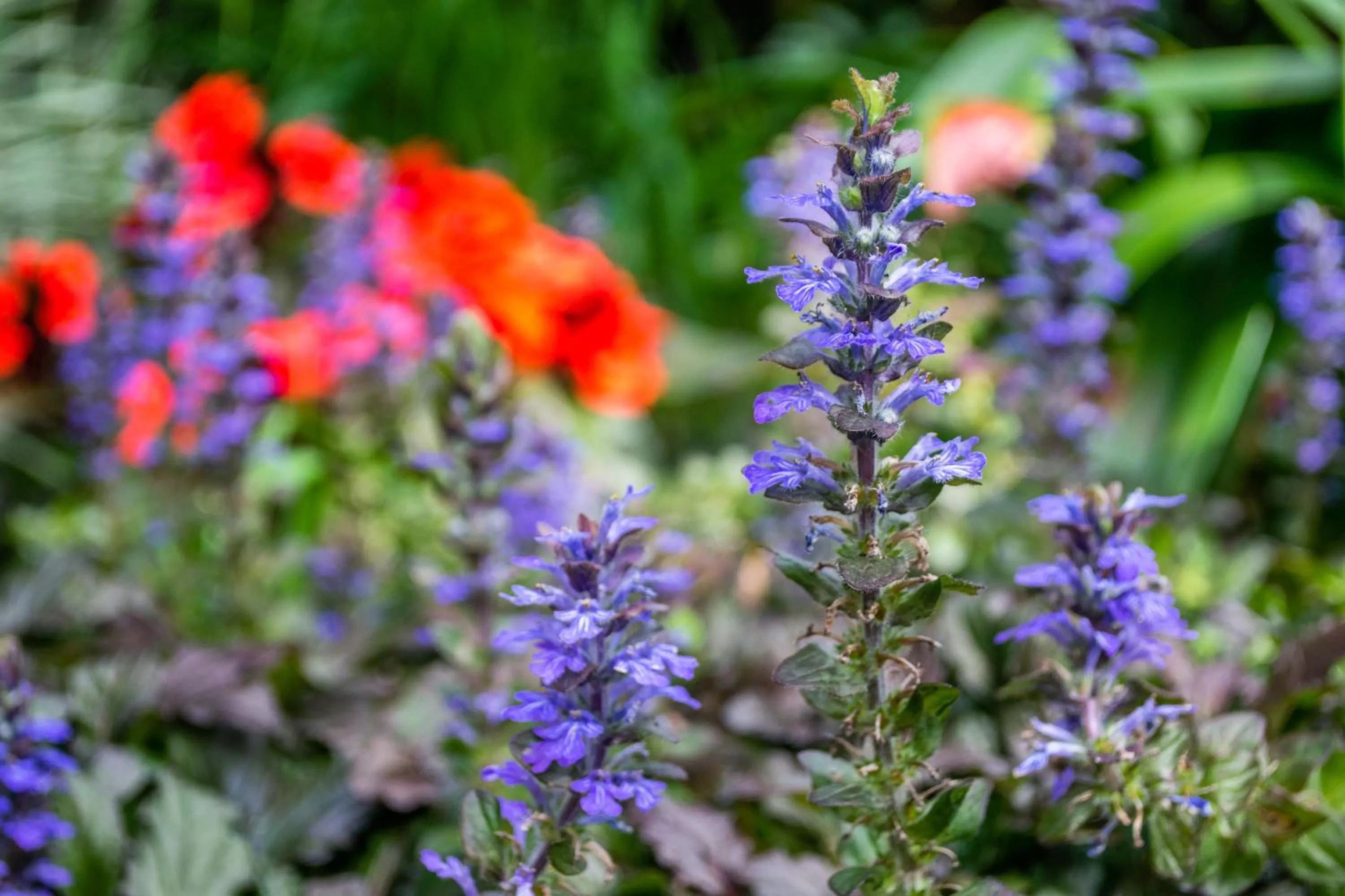 Garden in The Inn at Palo Alto