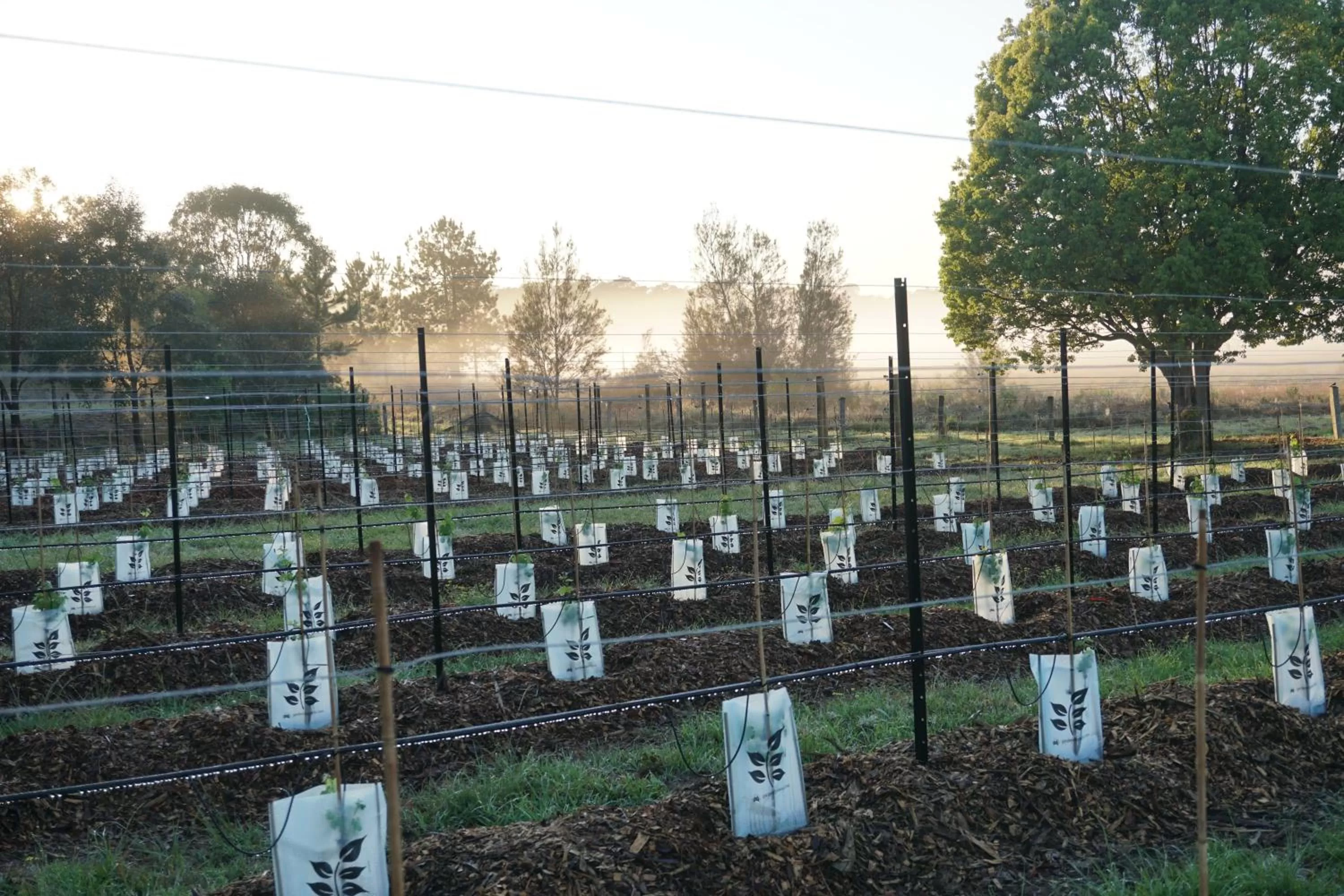 Spring in Narangba Motel (formerly Brisbane North B&B and Winery)