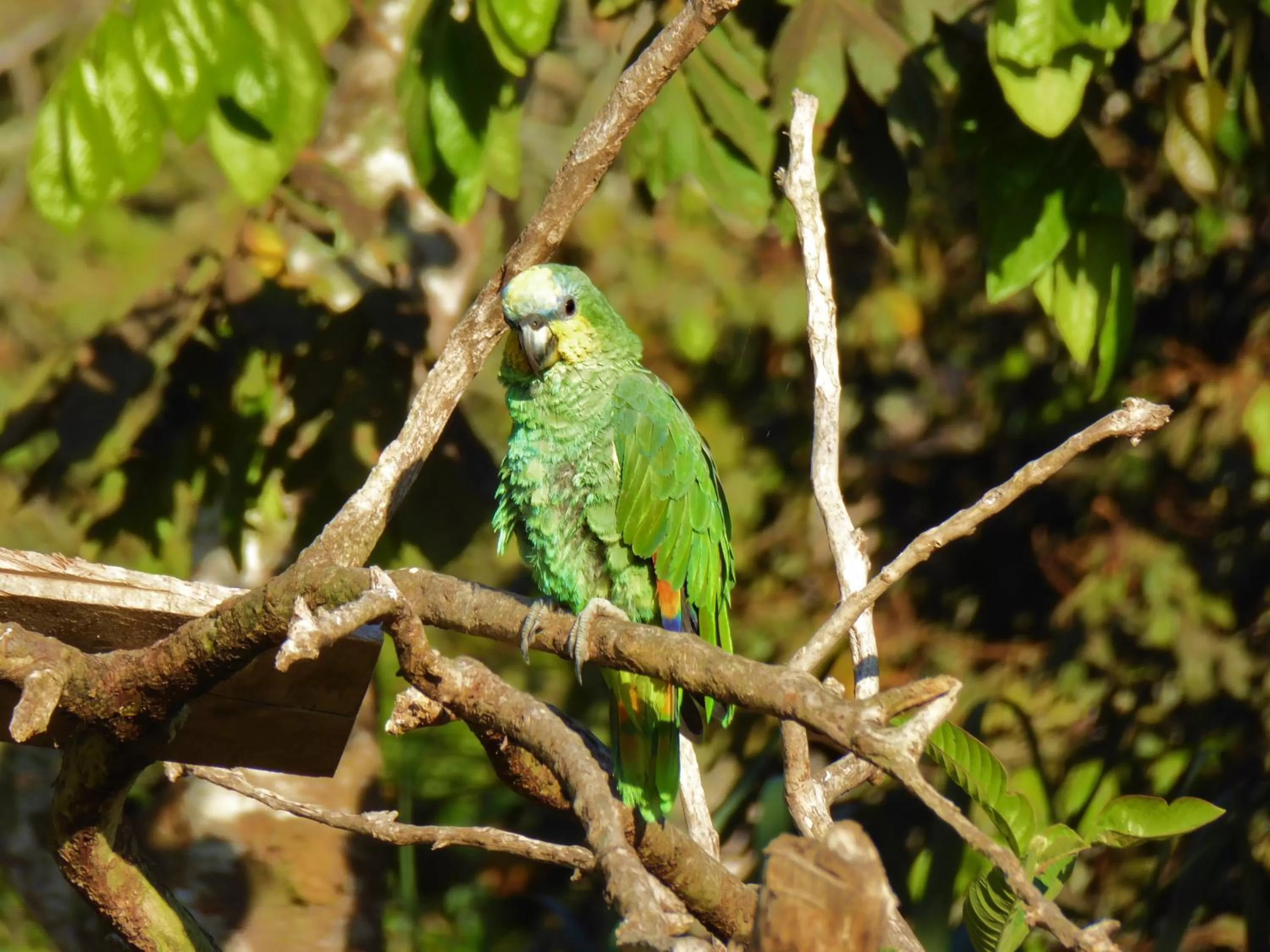 Garden, Other Animals in Finca El Cielo