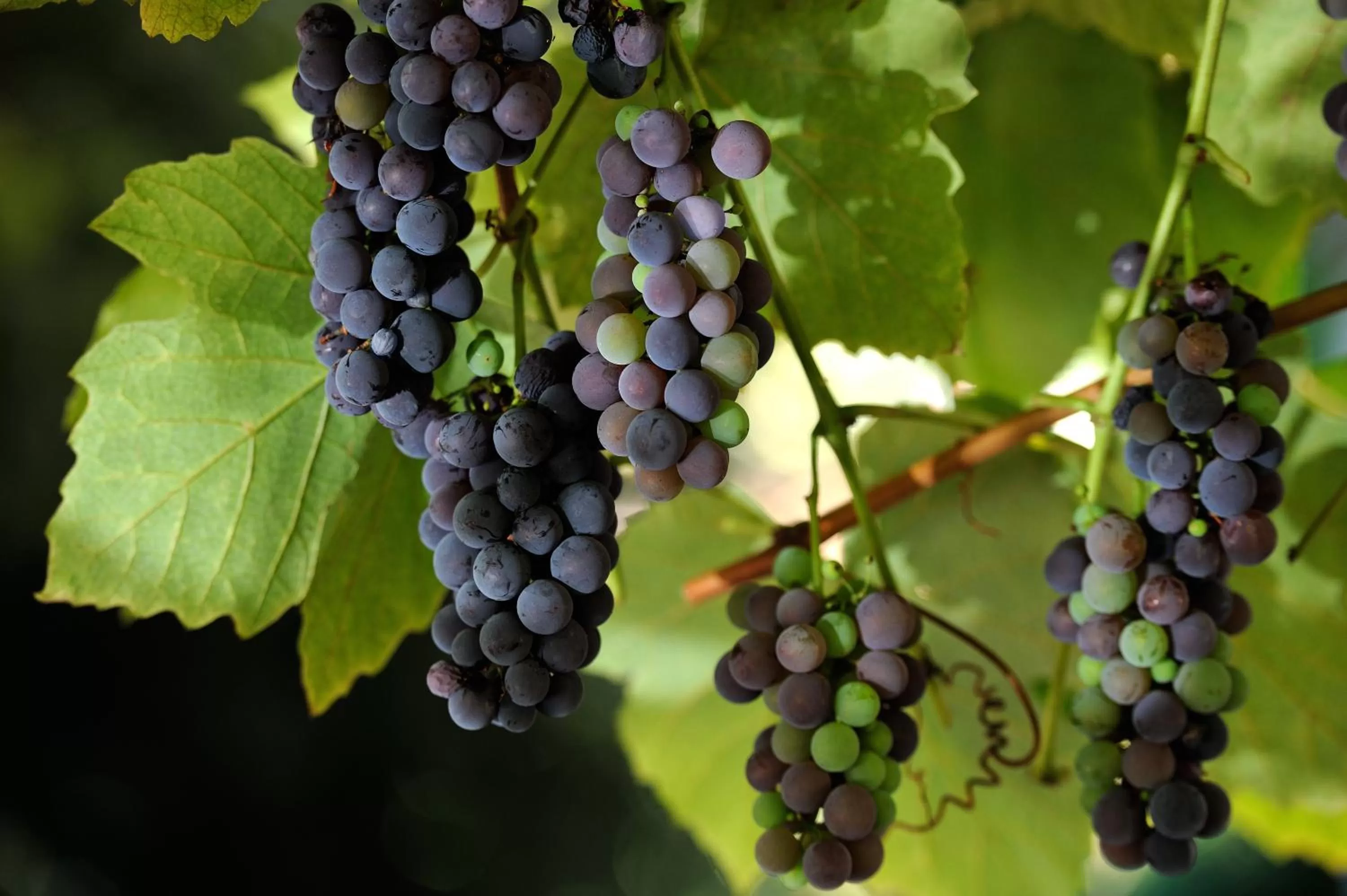 Garden in Hotel Farnese