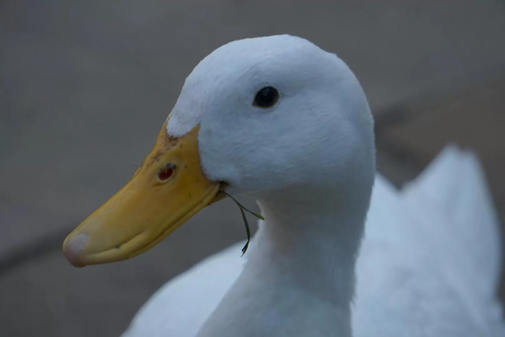 Animals in West View Lodge