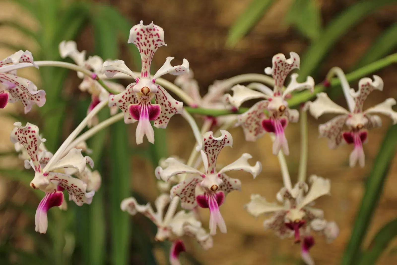 Garden in Pura Vida Hotel
