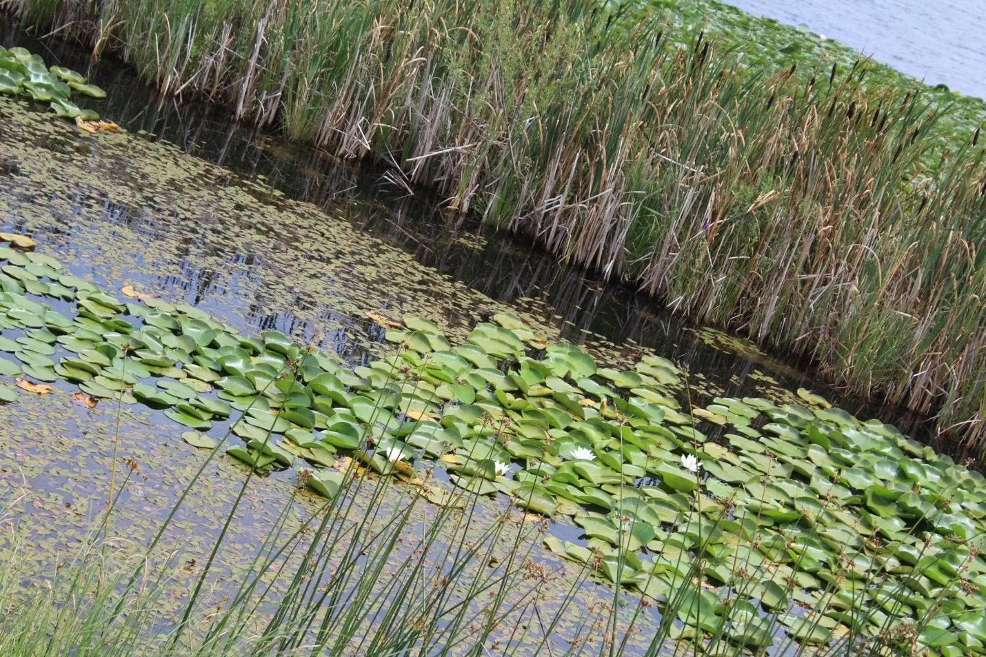 Ruzanna's Bed & Breakfast