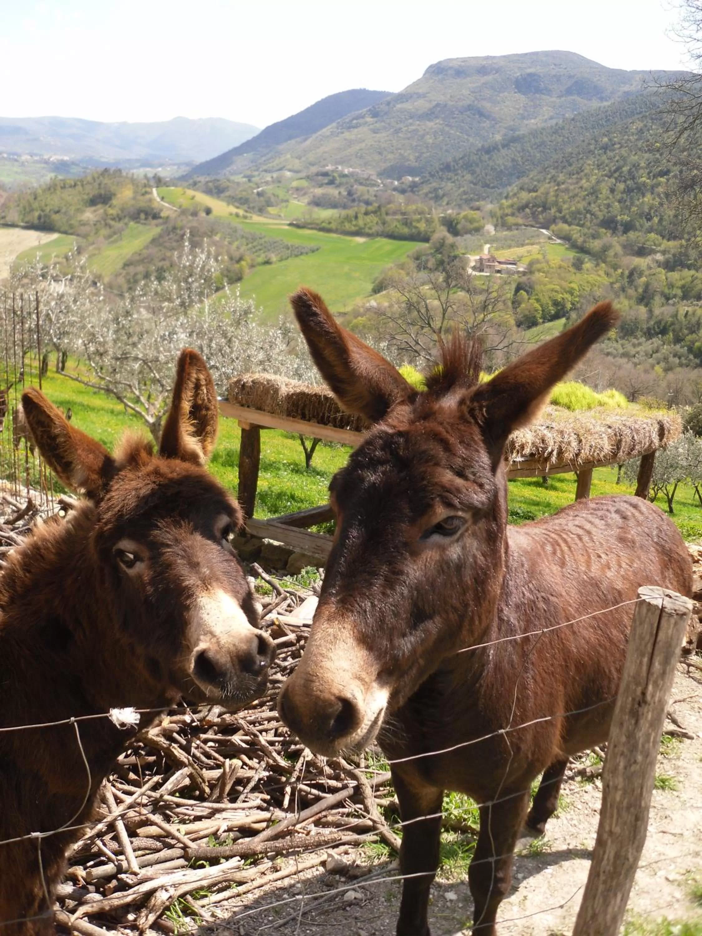 Animals in Montanari Agrivillage