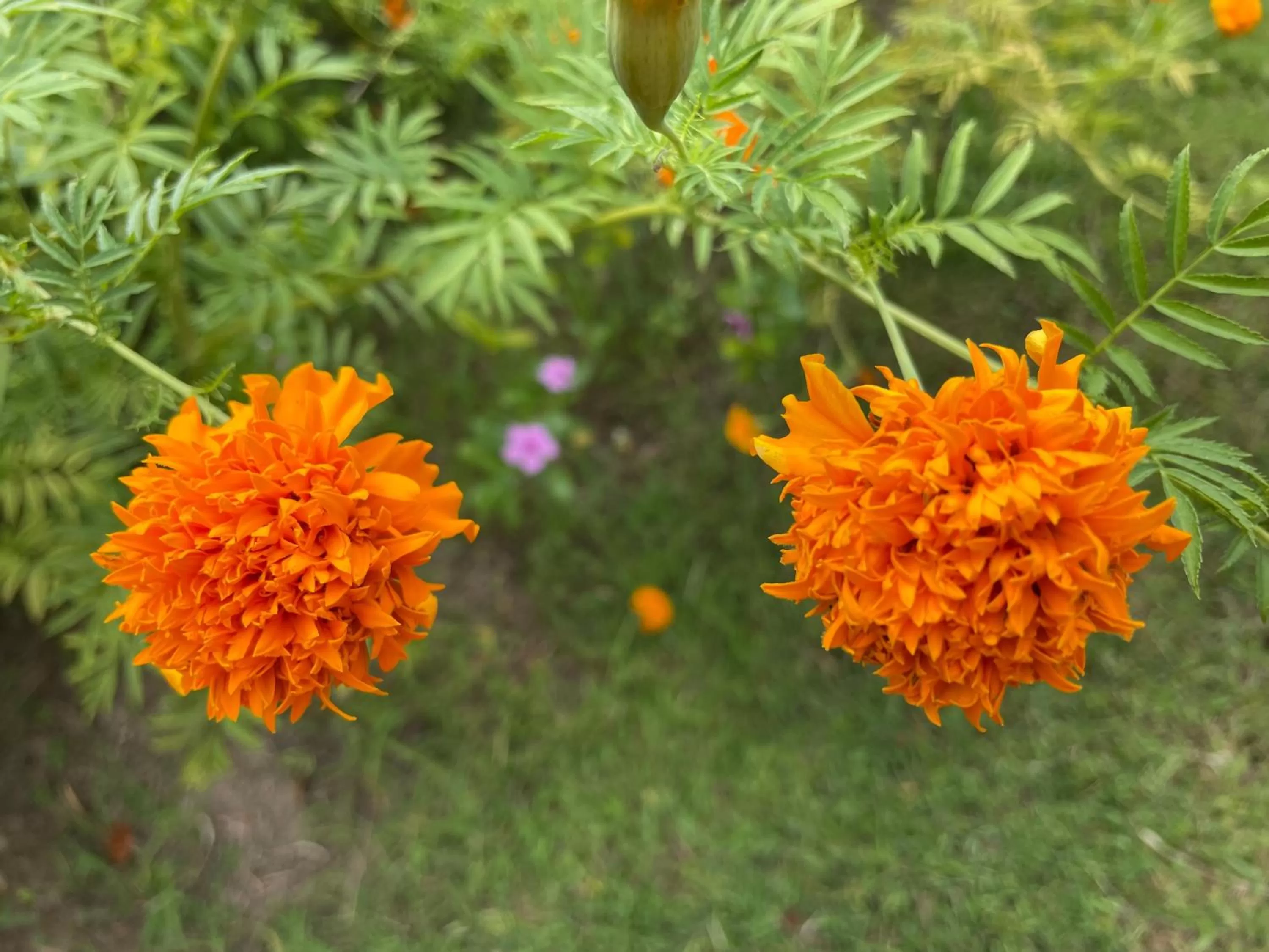 ห้วยน้ำรินรีสอร์ท The Creek Garden Resort