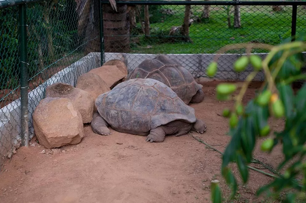 Other Animals in Evergreen Apartments
