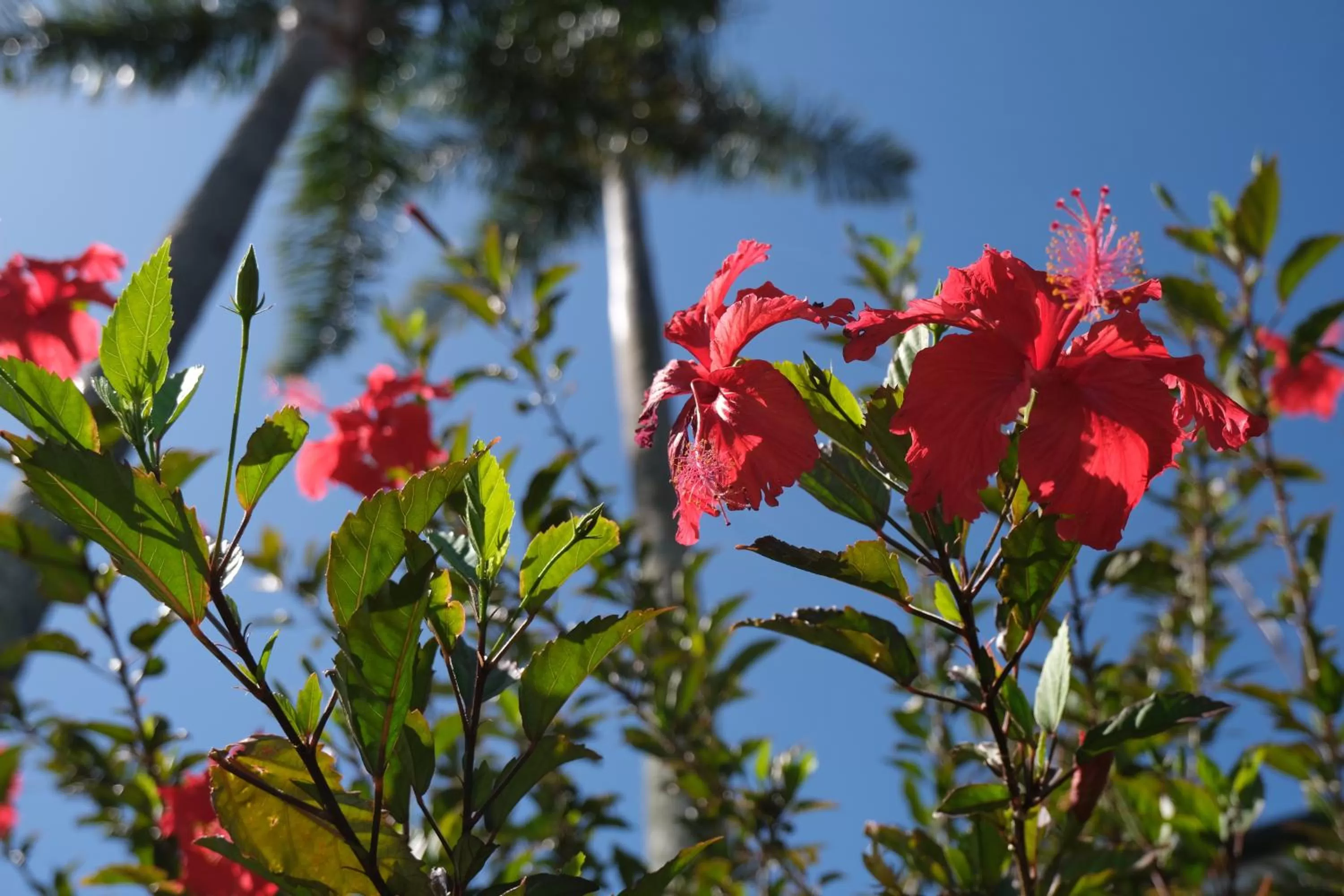 Facade/entrance in Sapphire Palms Motel