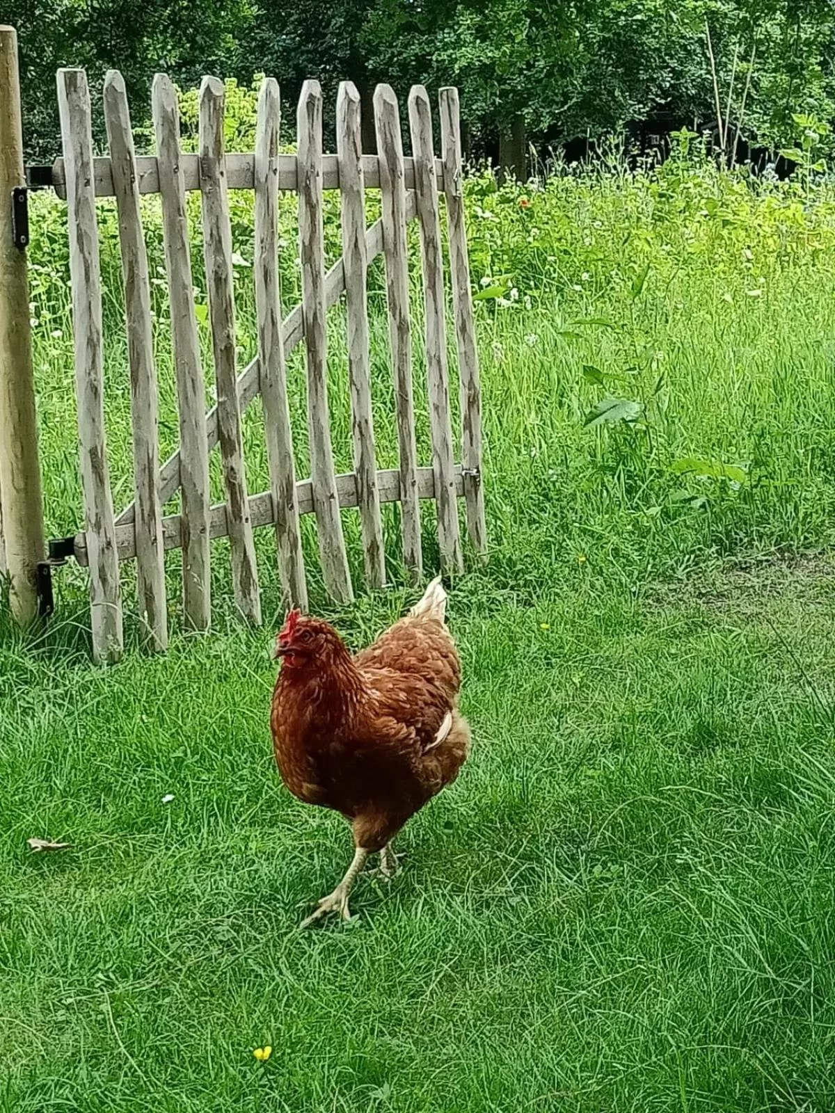 Garden in Bij de Vlaamse Schuur