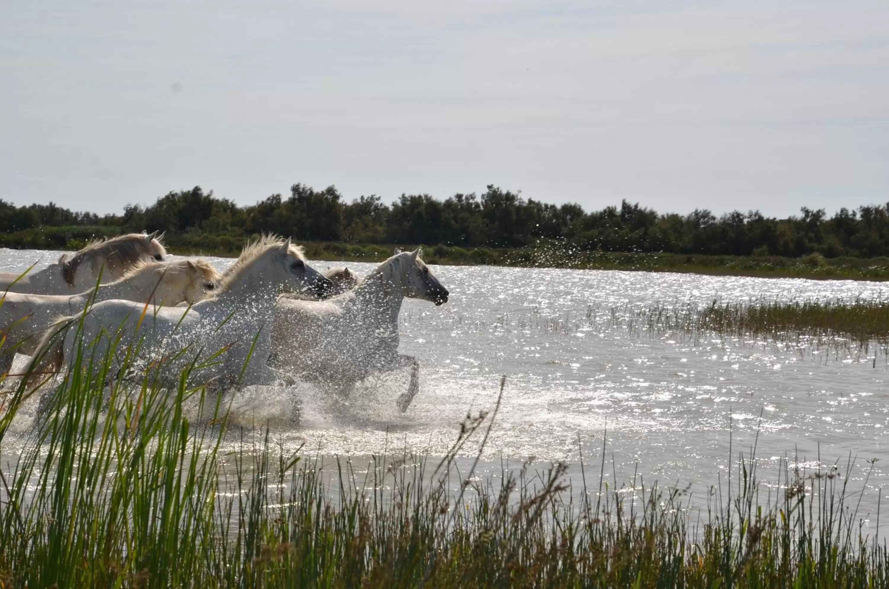 Animals in Gites Chambres d'hotes Mazet du Maréchal Ferrant