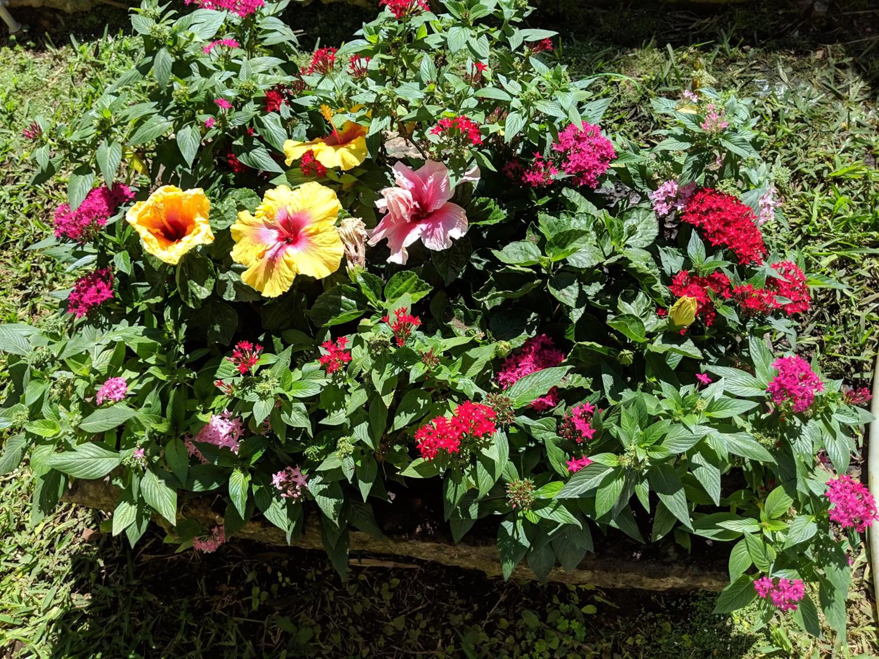 Garden in Casa Xcanatun