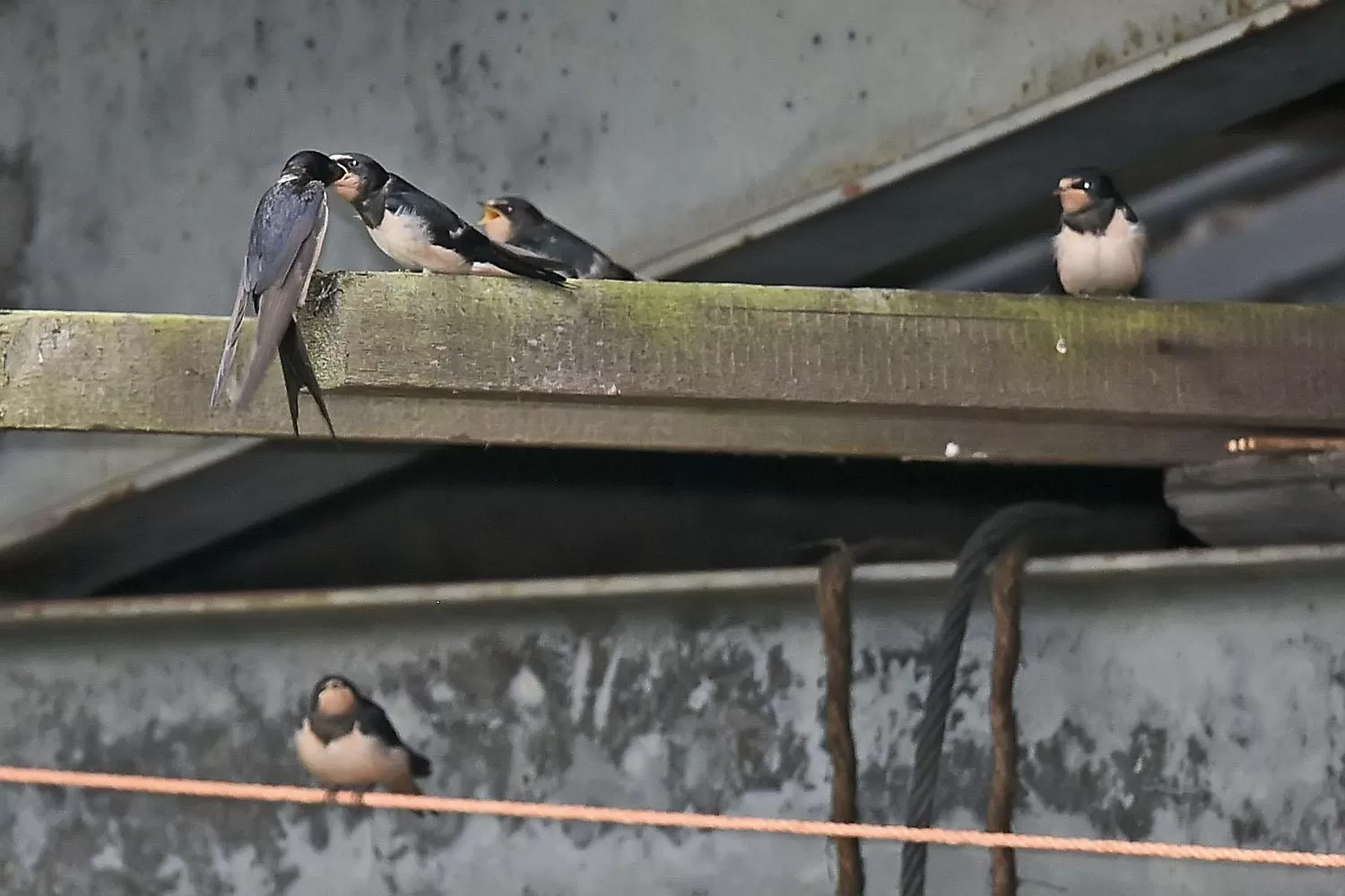 Pets, Other Animals in B&B Houtstee