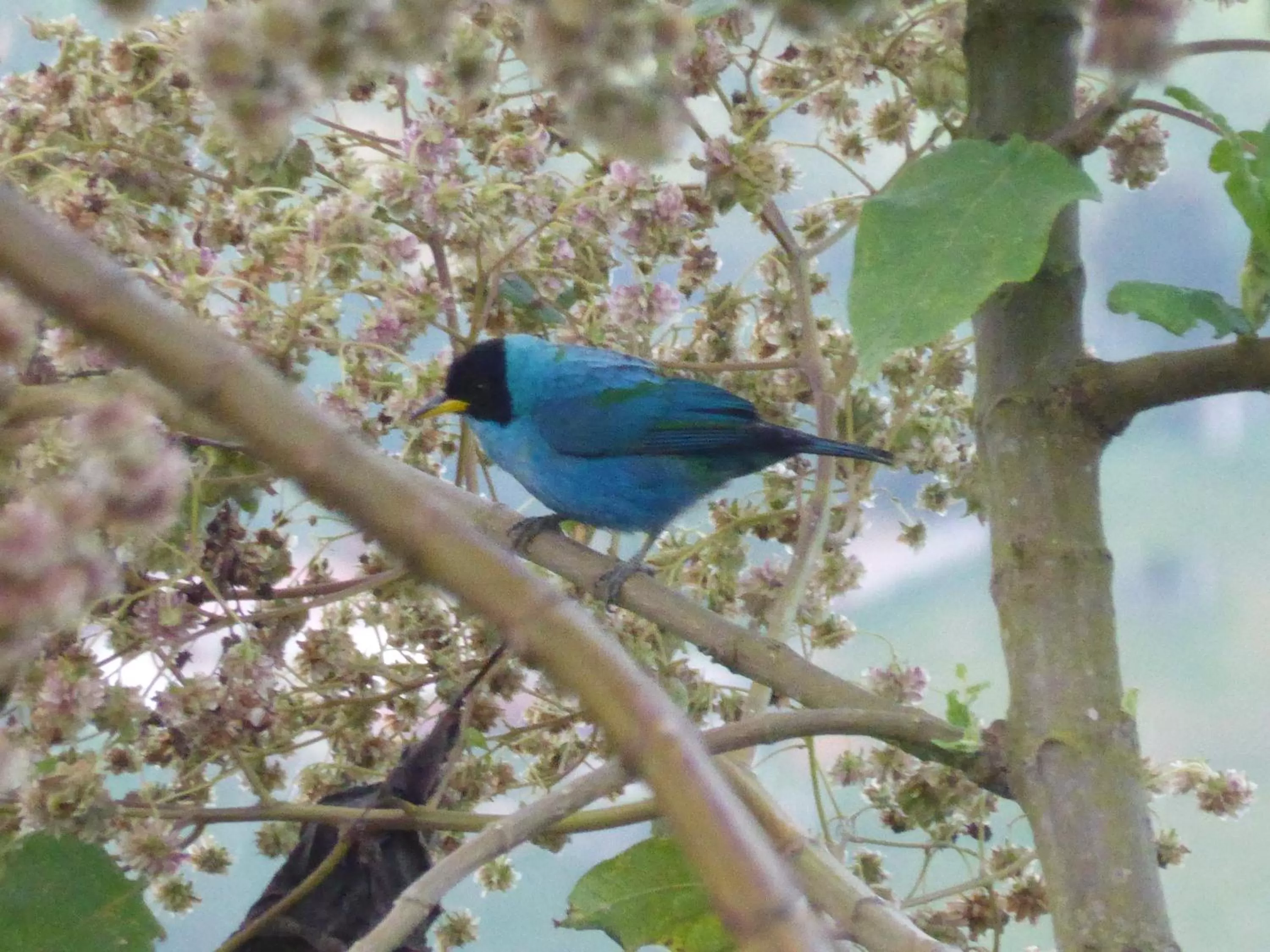 Other Animals in Mirador Finca Morrogacho