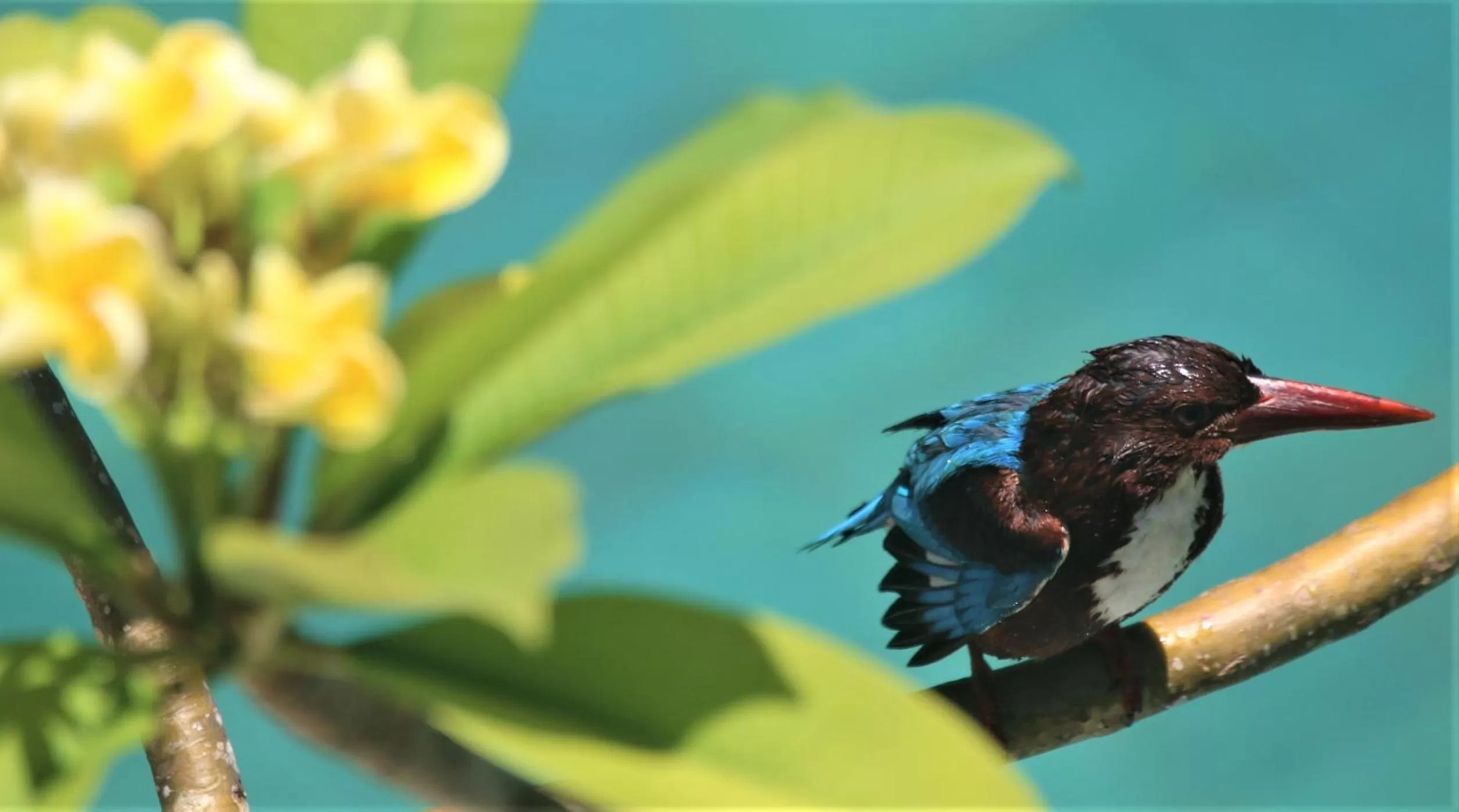 Animals, Other Animals in The Spice House Mirissa