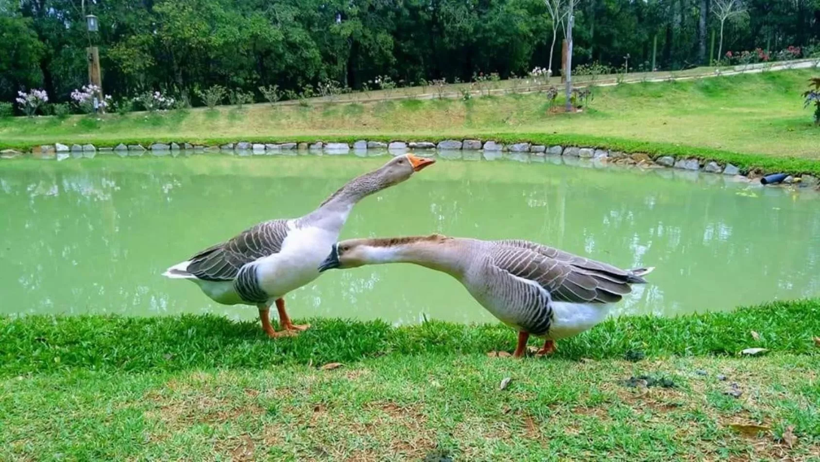 Animals, Other Animals in Pousada Trem Chic