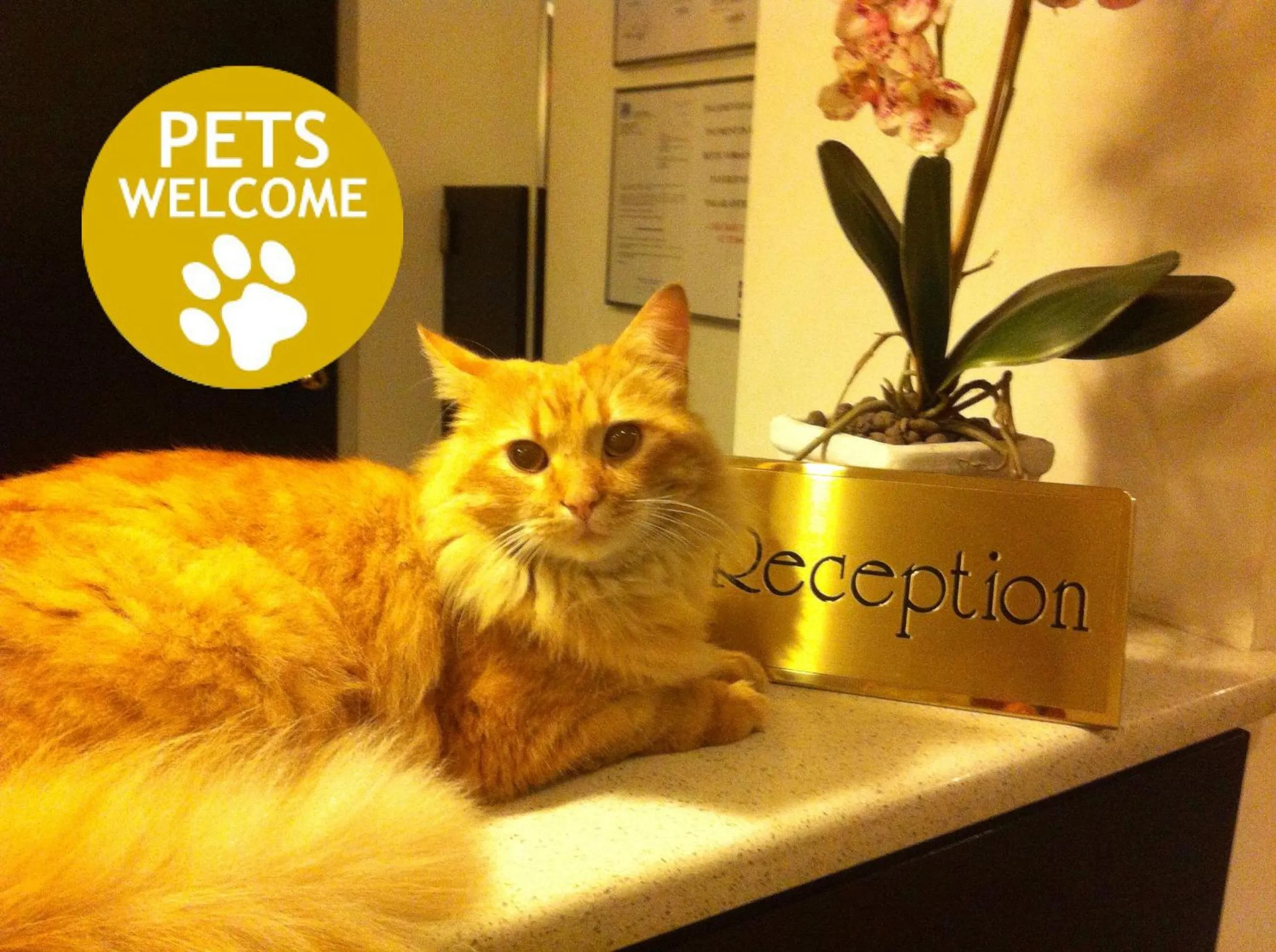 Pets in Hotel Paradiso