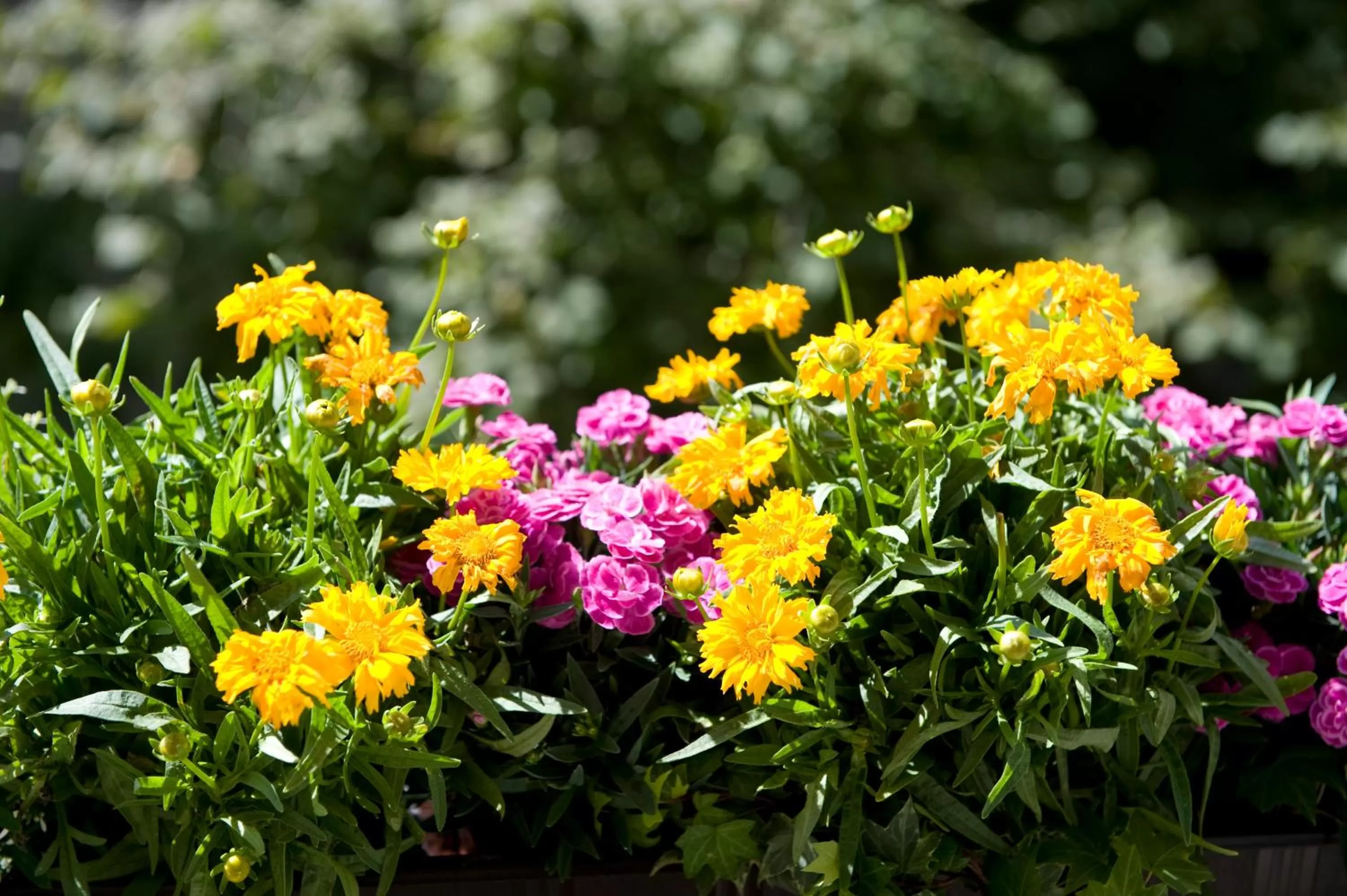 Balcony/Terrace in Boutique Hotel Splendid