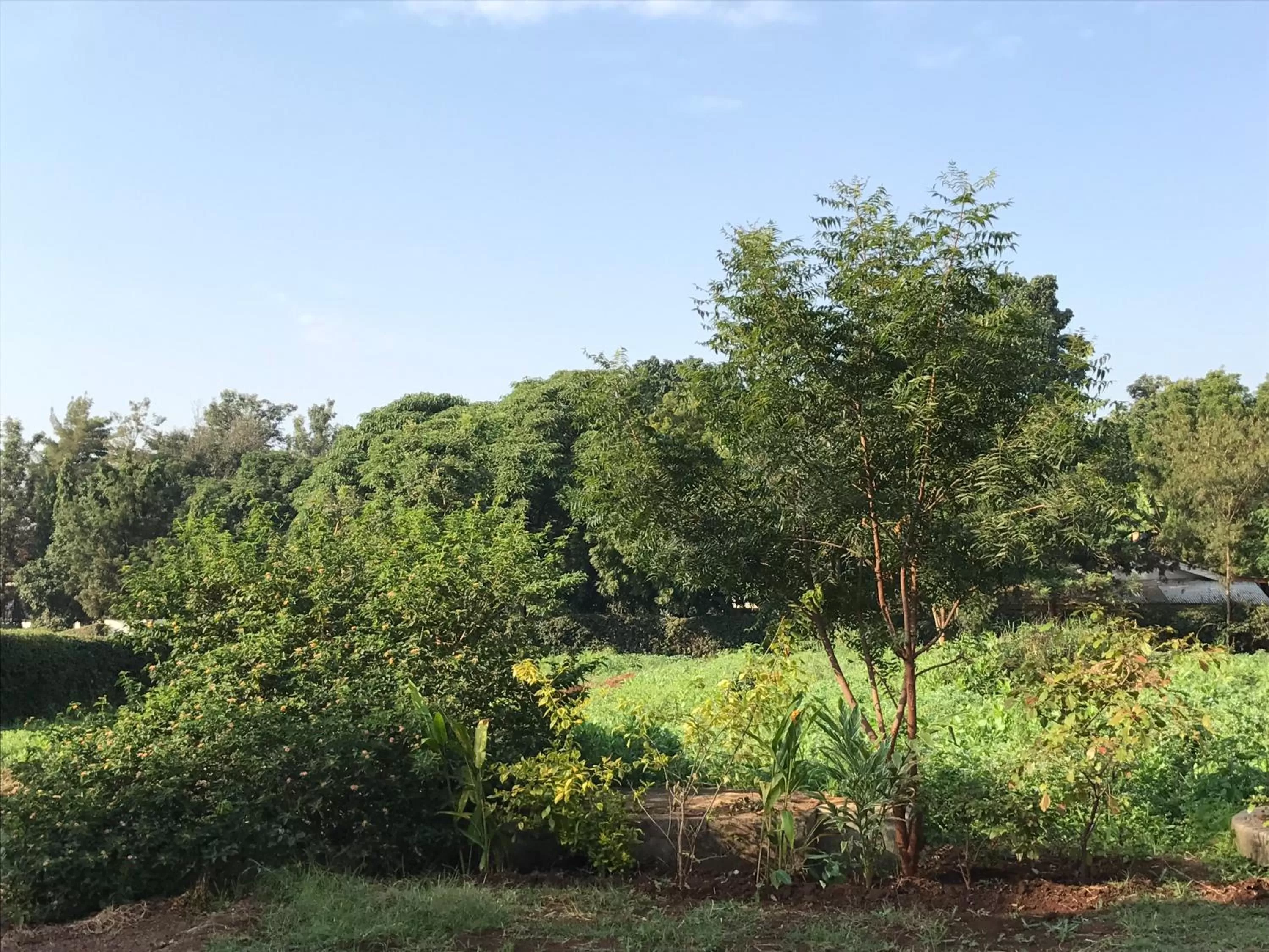 Garden view in More Than A Drop