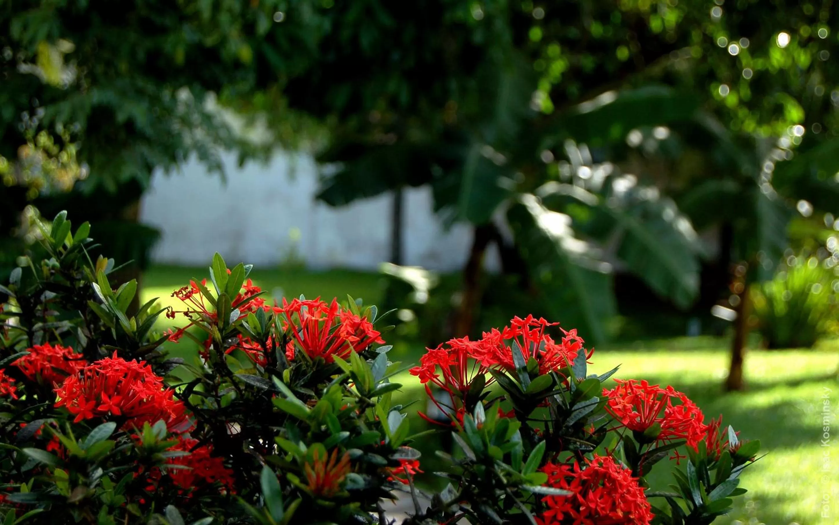 Spring, Garden in Hotel Pousada Salvador Paradise