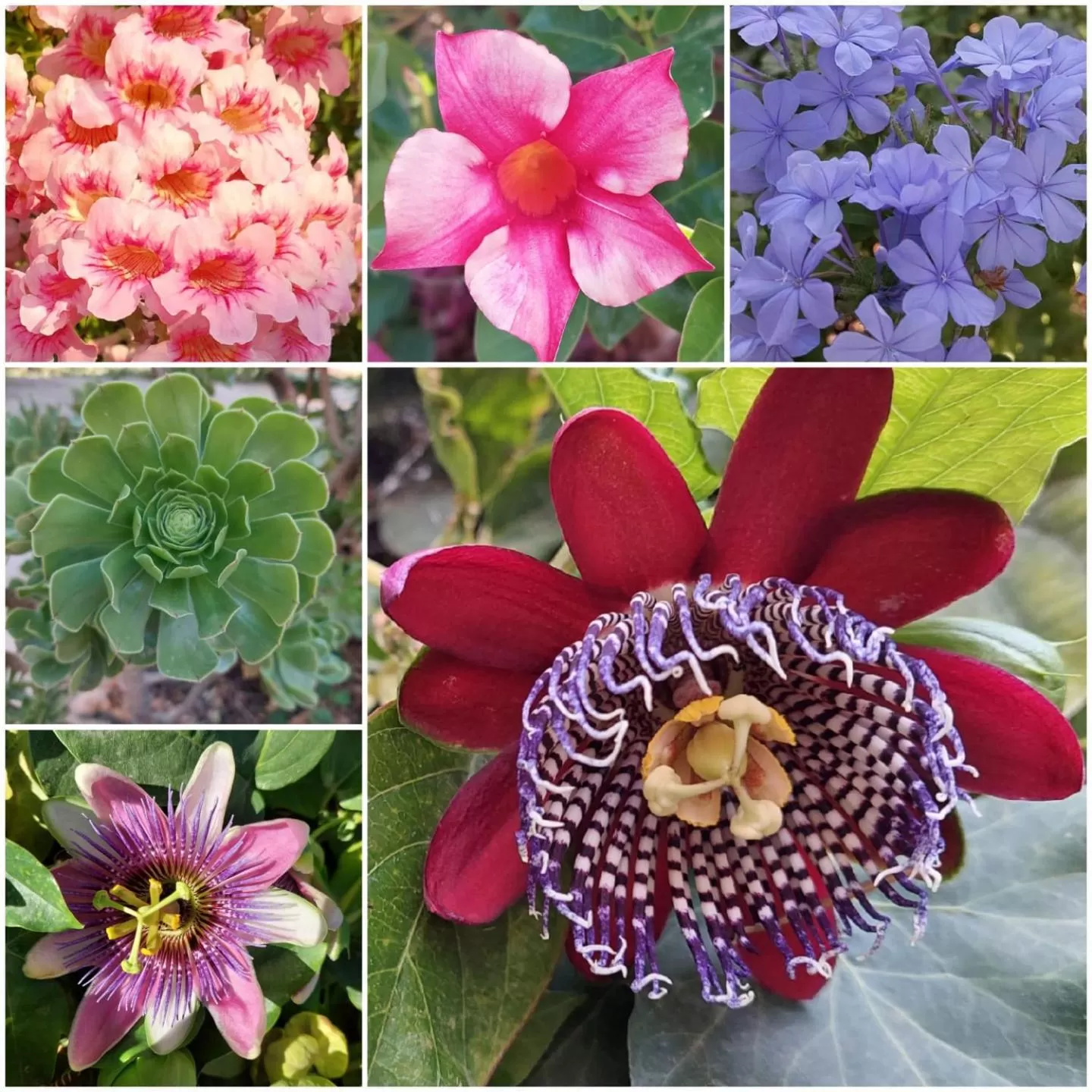 Garden in Mas Solana