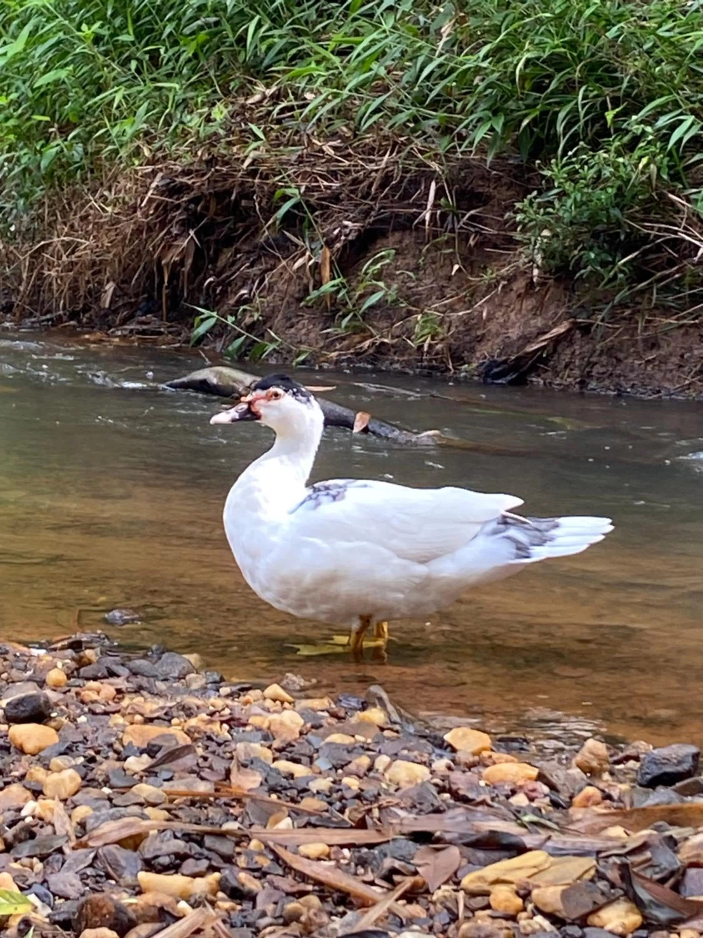 Other Animals in Pousada Cantinho do Mundo