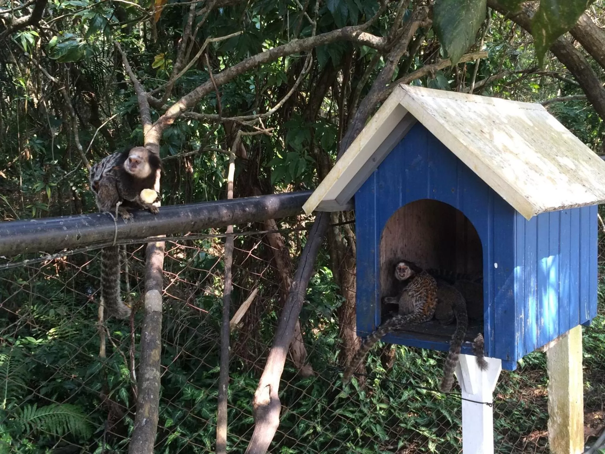 Animals, Other Animals in Pousada Dunasol Floripa