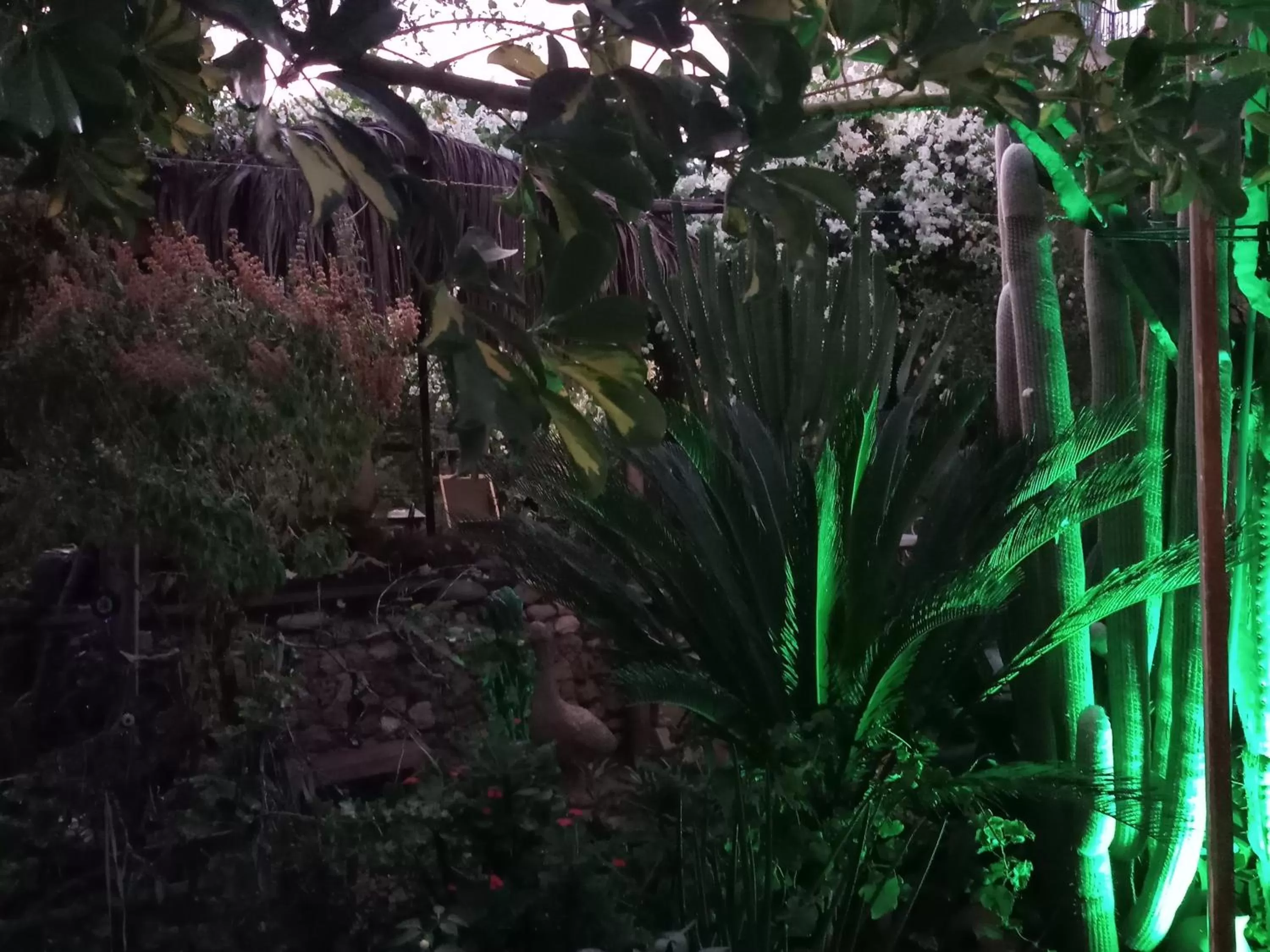 Garden in Mystery Garden Guest House