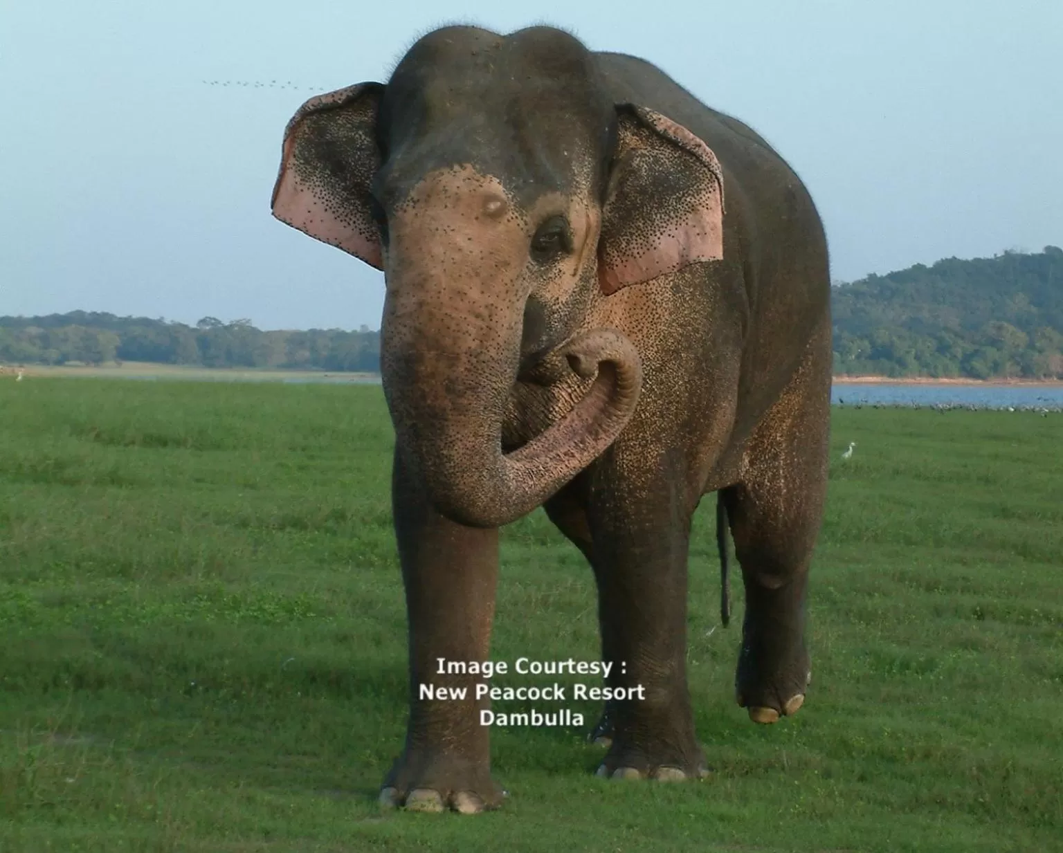 Off site, Other Animals in New Peacock Resort